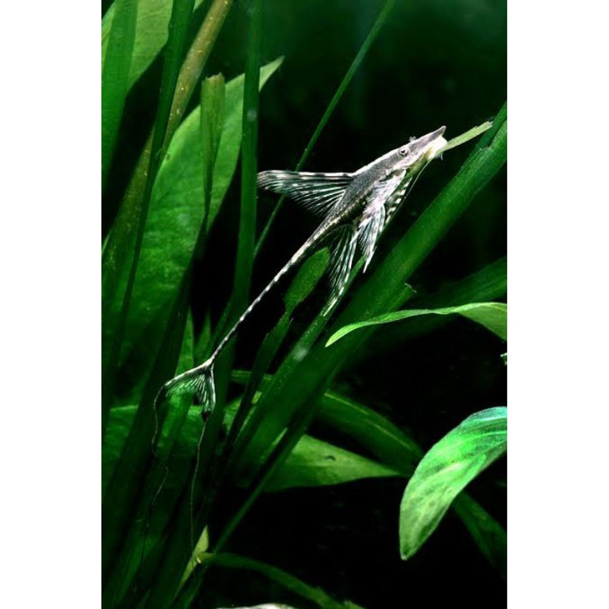 Sturisoma Panamense
