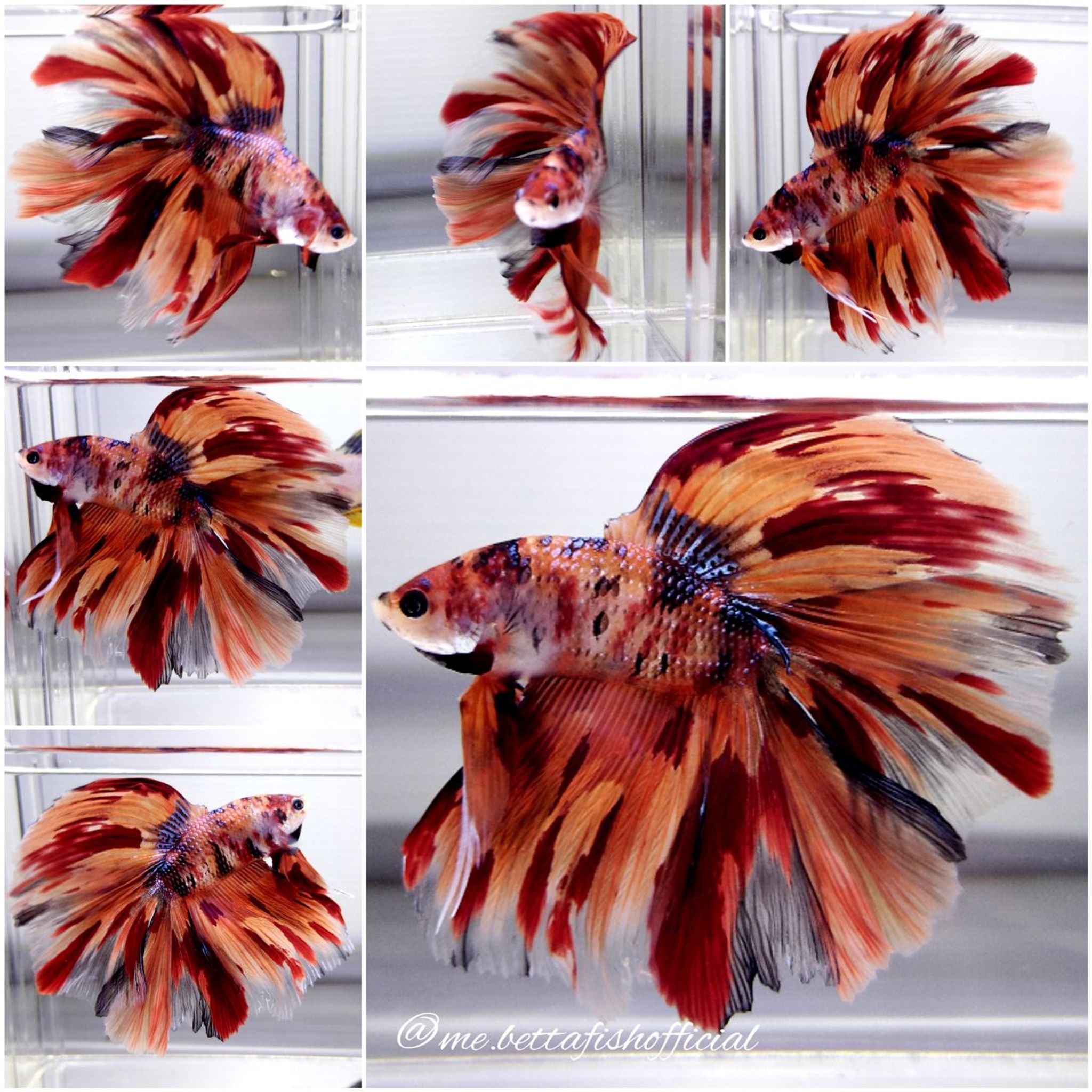 Big Monster Halfmoon Double Rosetail Nemo Galaxy Leopard