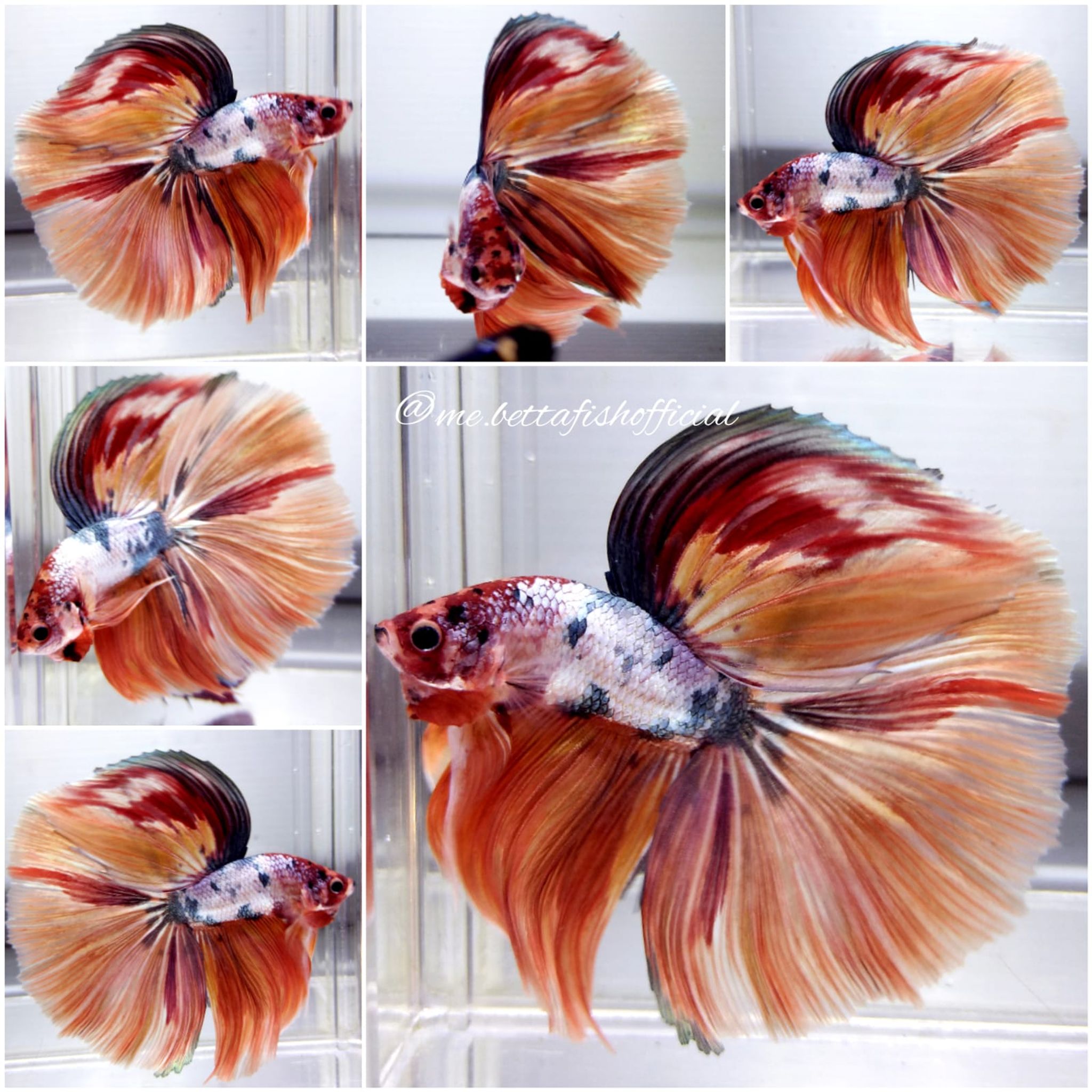 Giant Fullmoon Candy Multicolour