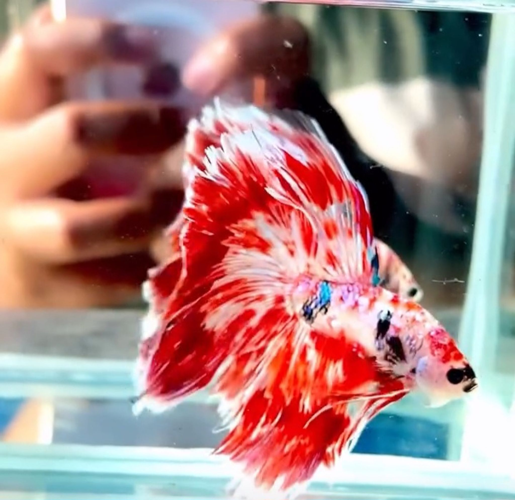 Red Fire galaxy(RARE)
