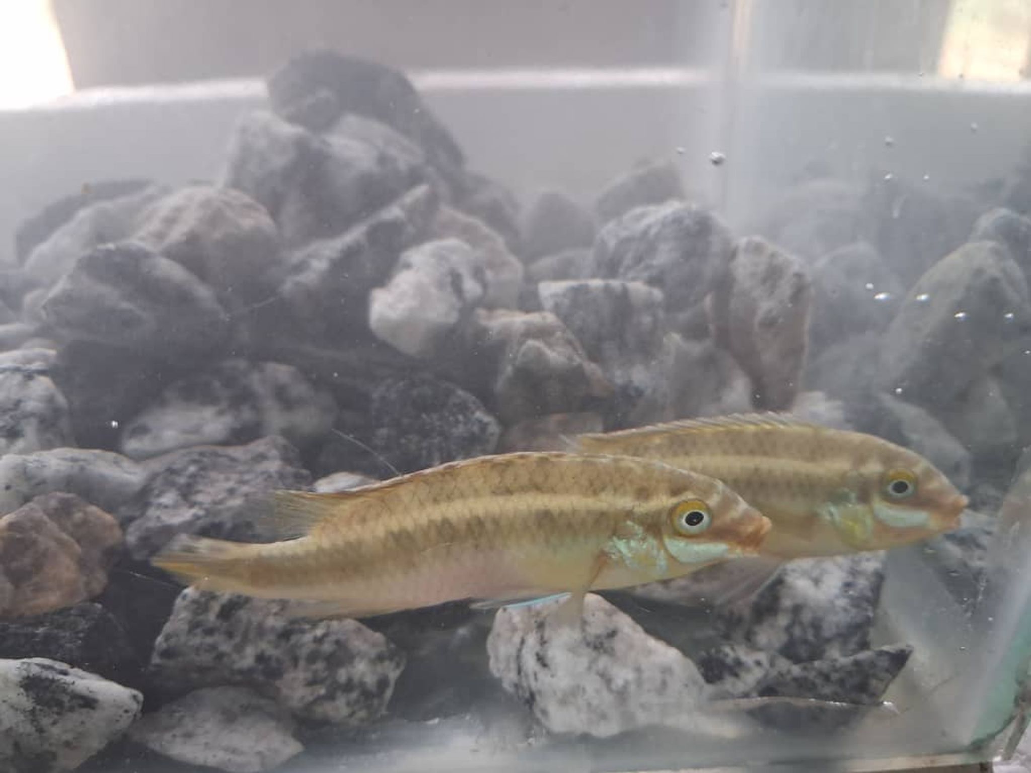 "Red" Kribensis) Pelvicachromis pulcher)