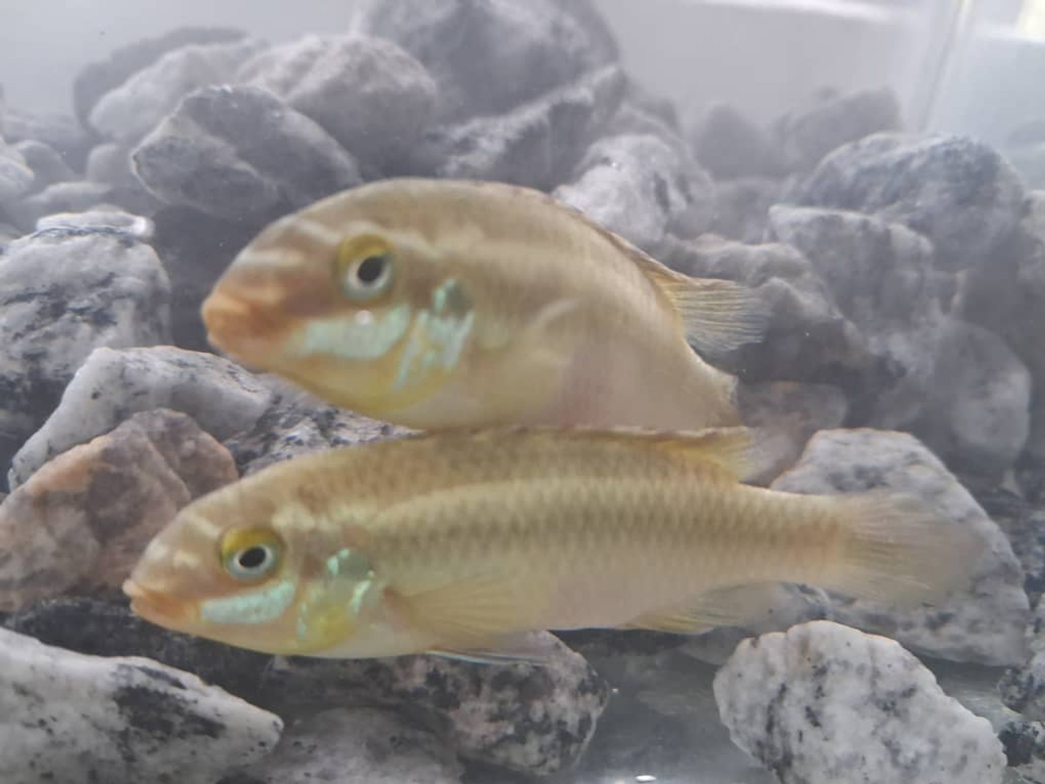 "Red" Kribensis) Pelvicachromis pulcher)