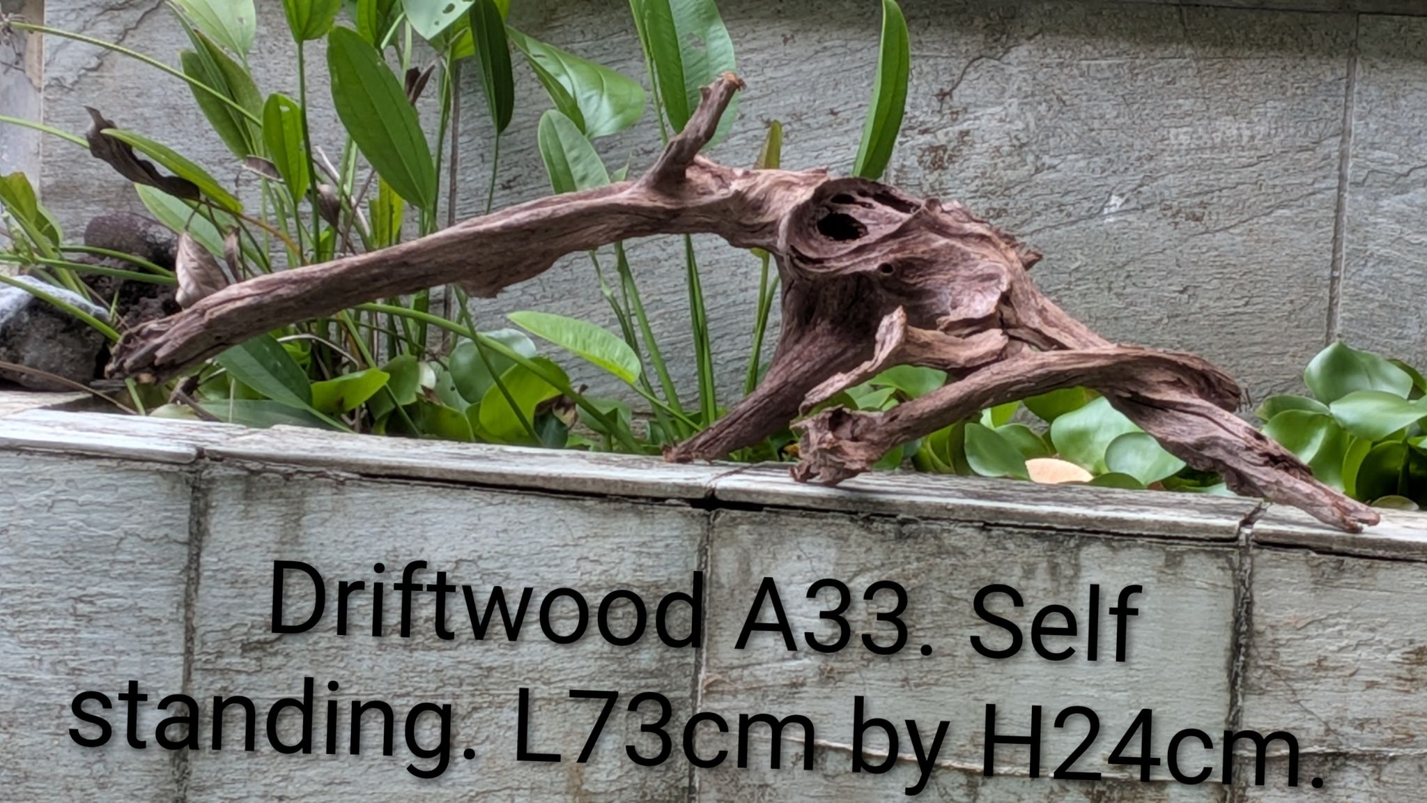 [A33] Premium Self-Standing Sculptural Driftwood