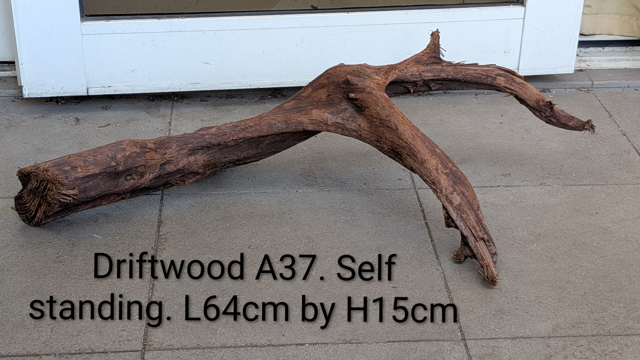 [A37] Premium Self-Standing Forked Arch Driftwood