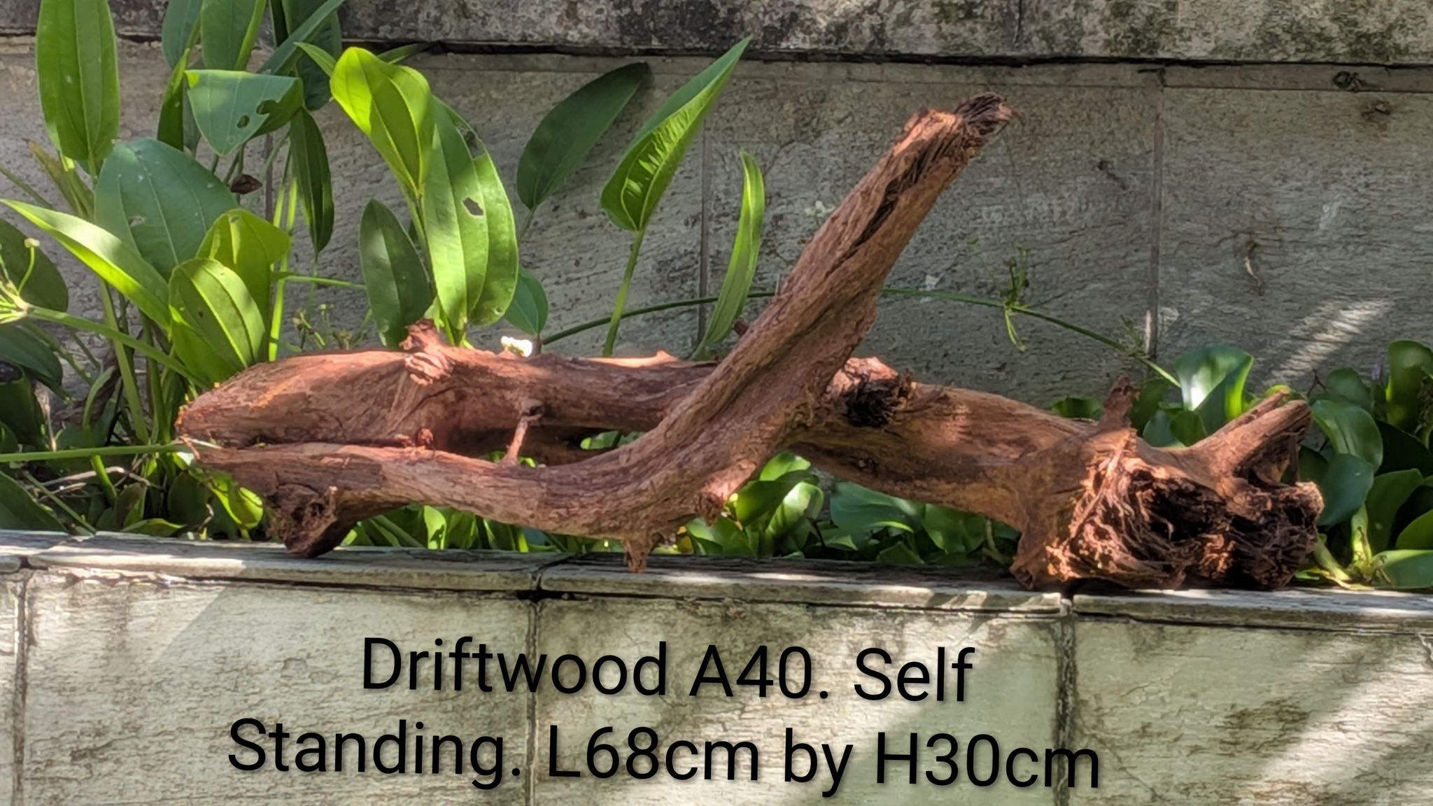 [A40] Premium Self-Standing Cross-Branch Exhibition Driftwood