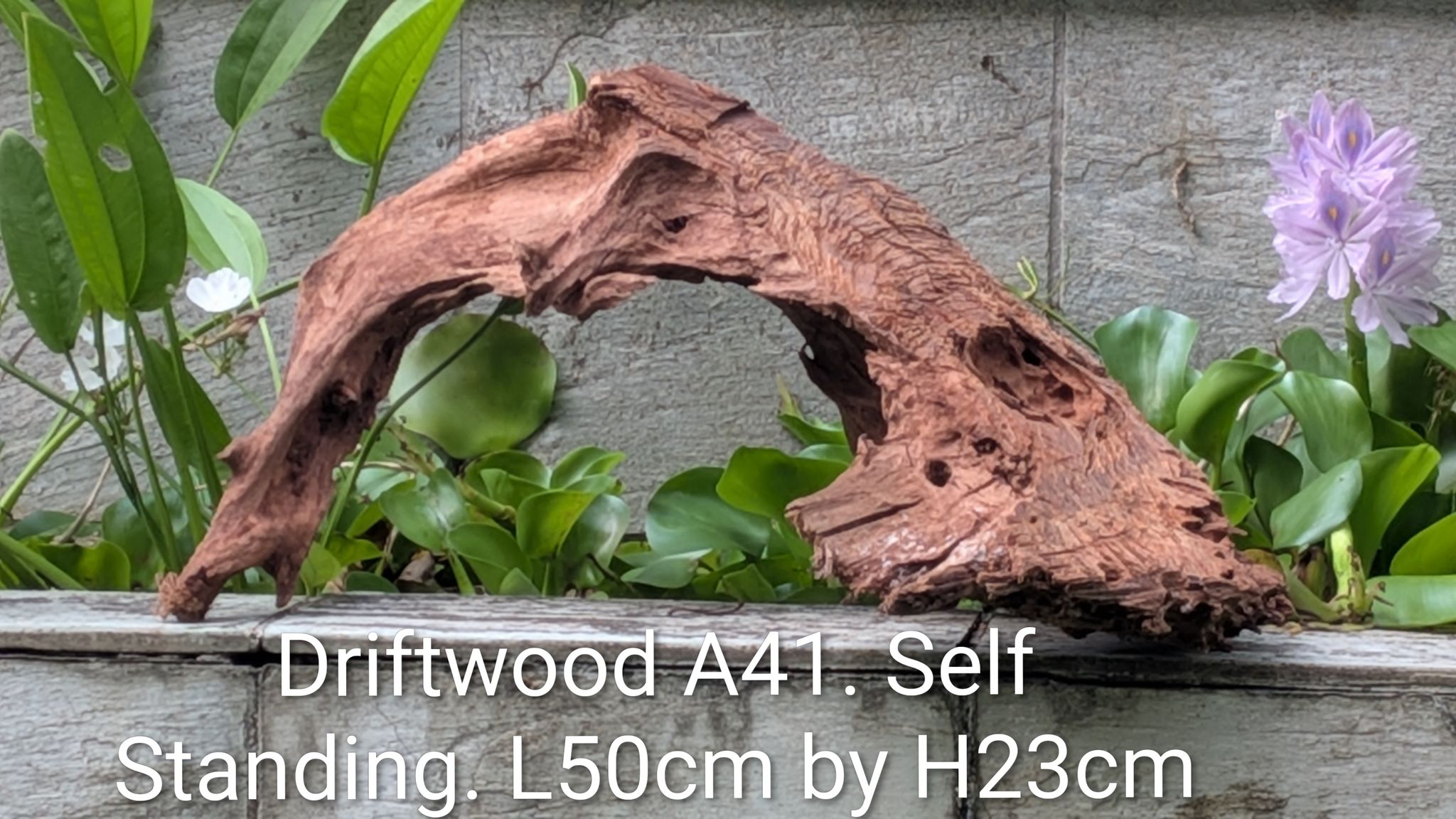 [A41] Premium Self-Standing Cathedral Arch Driftwood