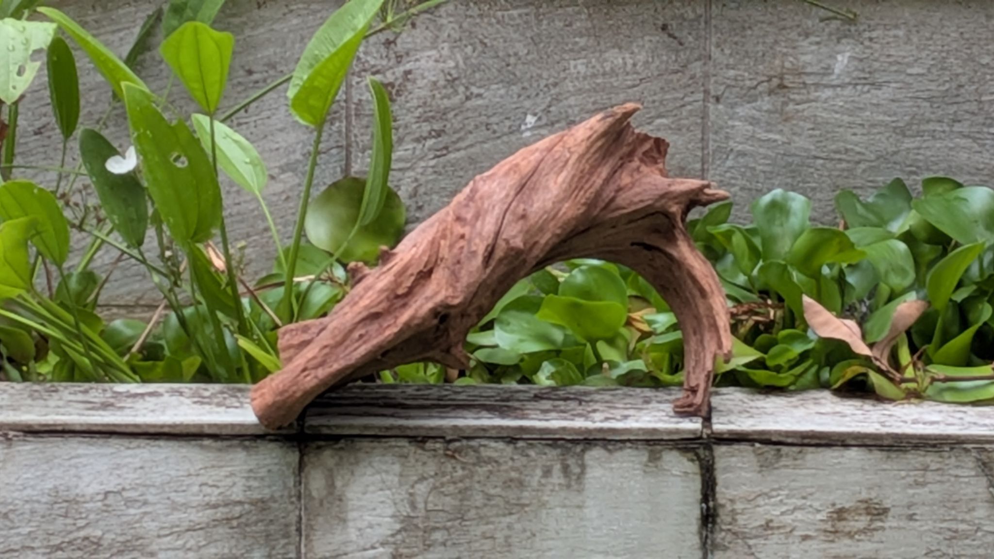 [A42] Premium Self-Standing Natural Wave Hollow Driftwood
