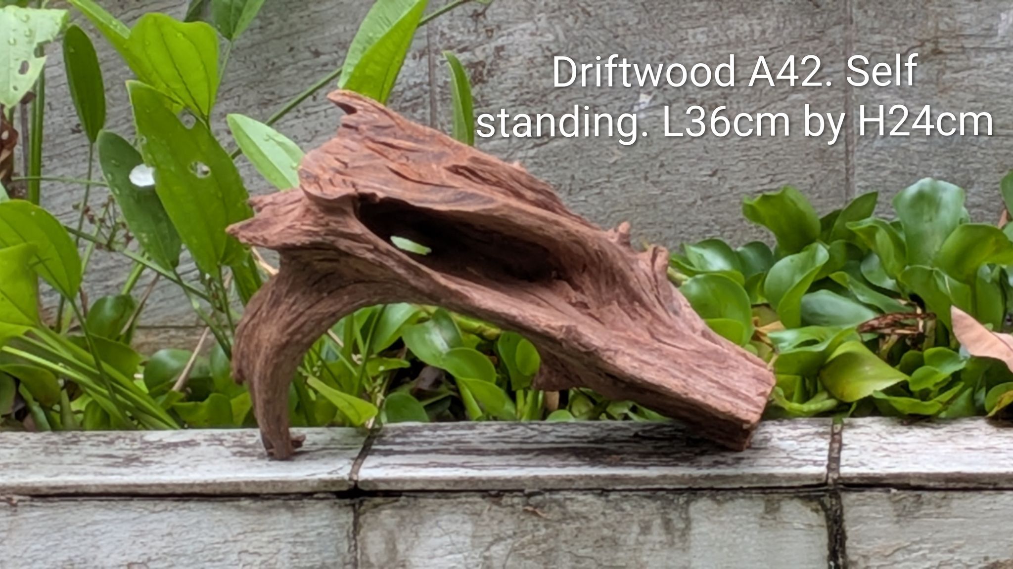 [A42] Premium Self-Standing Natural Wave Hollow Driftwood