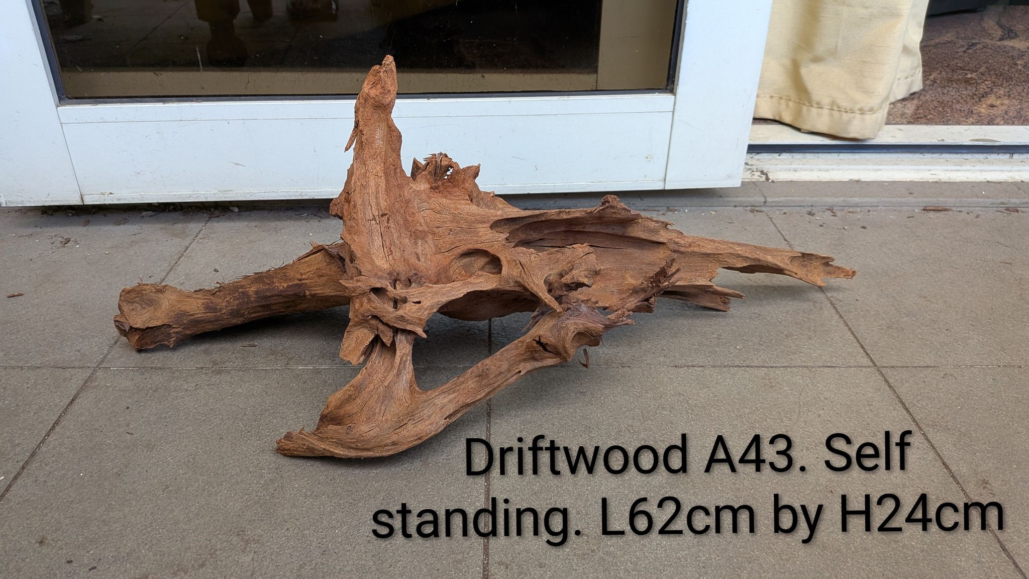 [A43] Premium Self-Standing Crown Peak & Multi-Root Exhibition Driftwood