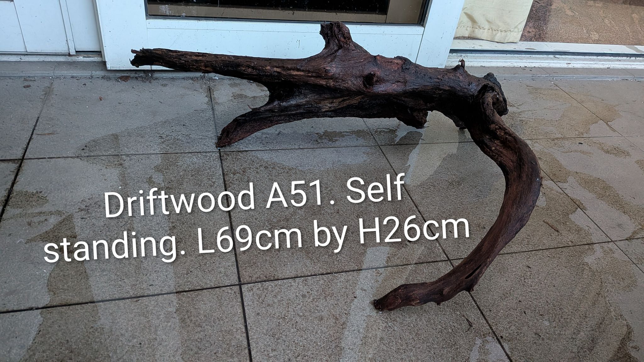 [A51] Premium Self-Standing Curved Arch & Branch Driftwood