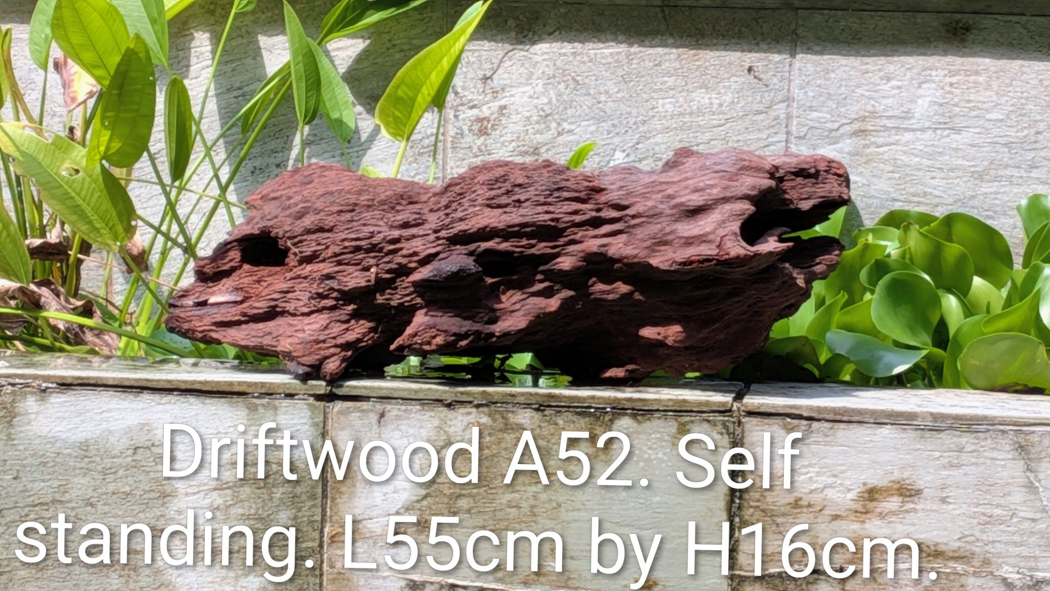 [A52] Premium Self-Standing Heavy Solid Stump & Cave Driftwood