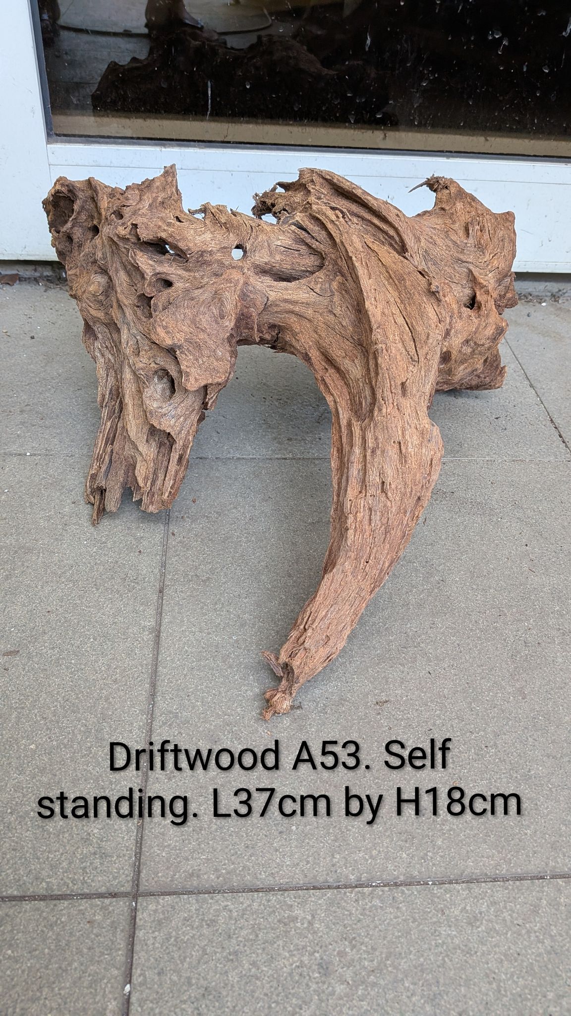 [A53] Premium Self-Standing Heavily Weathered Root & Cave Driftwood