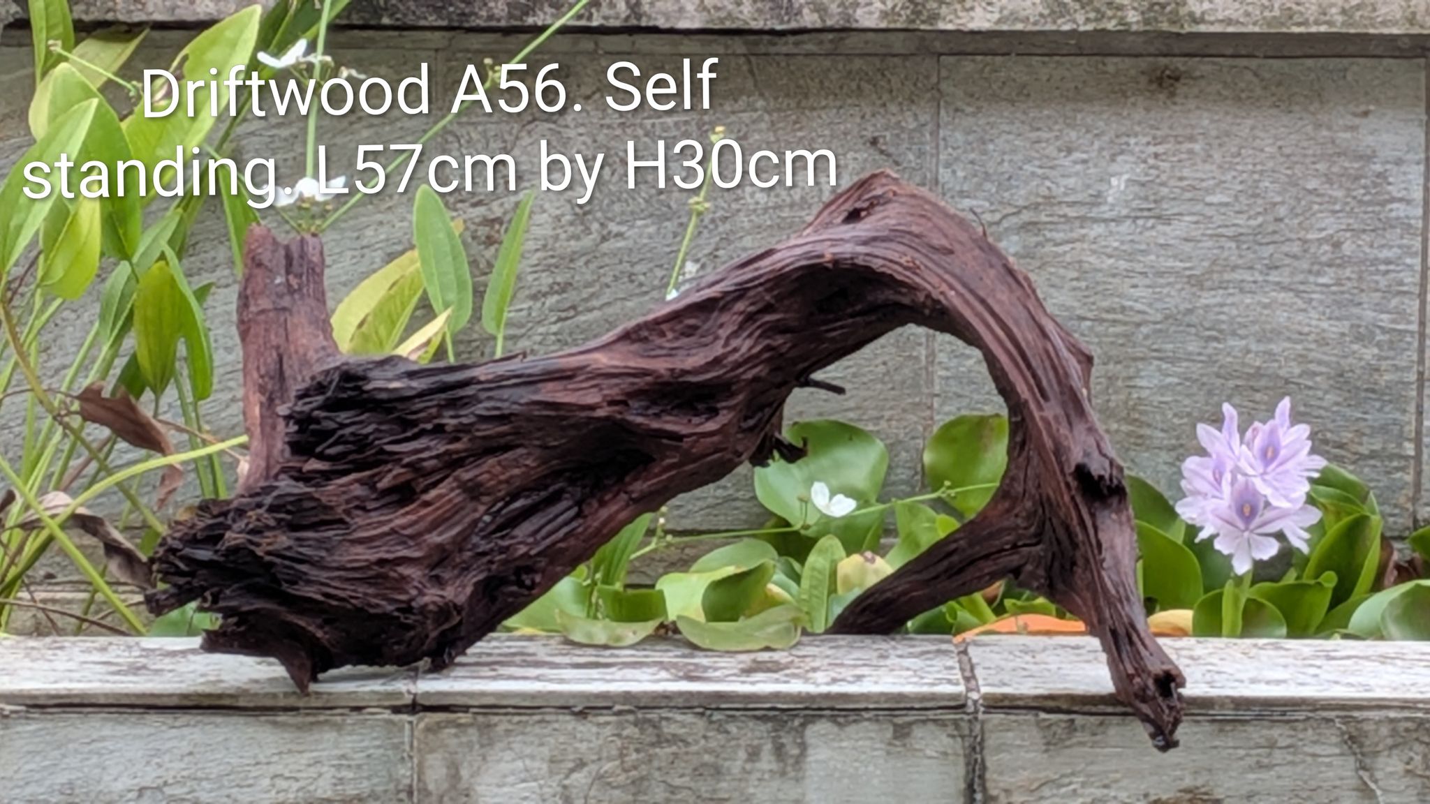 [A56] Premium Self-Standing Dark Arch & Sculptural Trunk Driftwood
