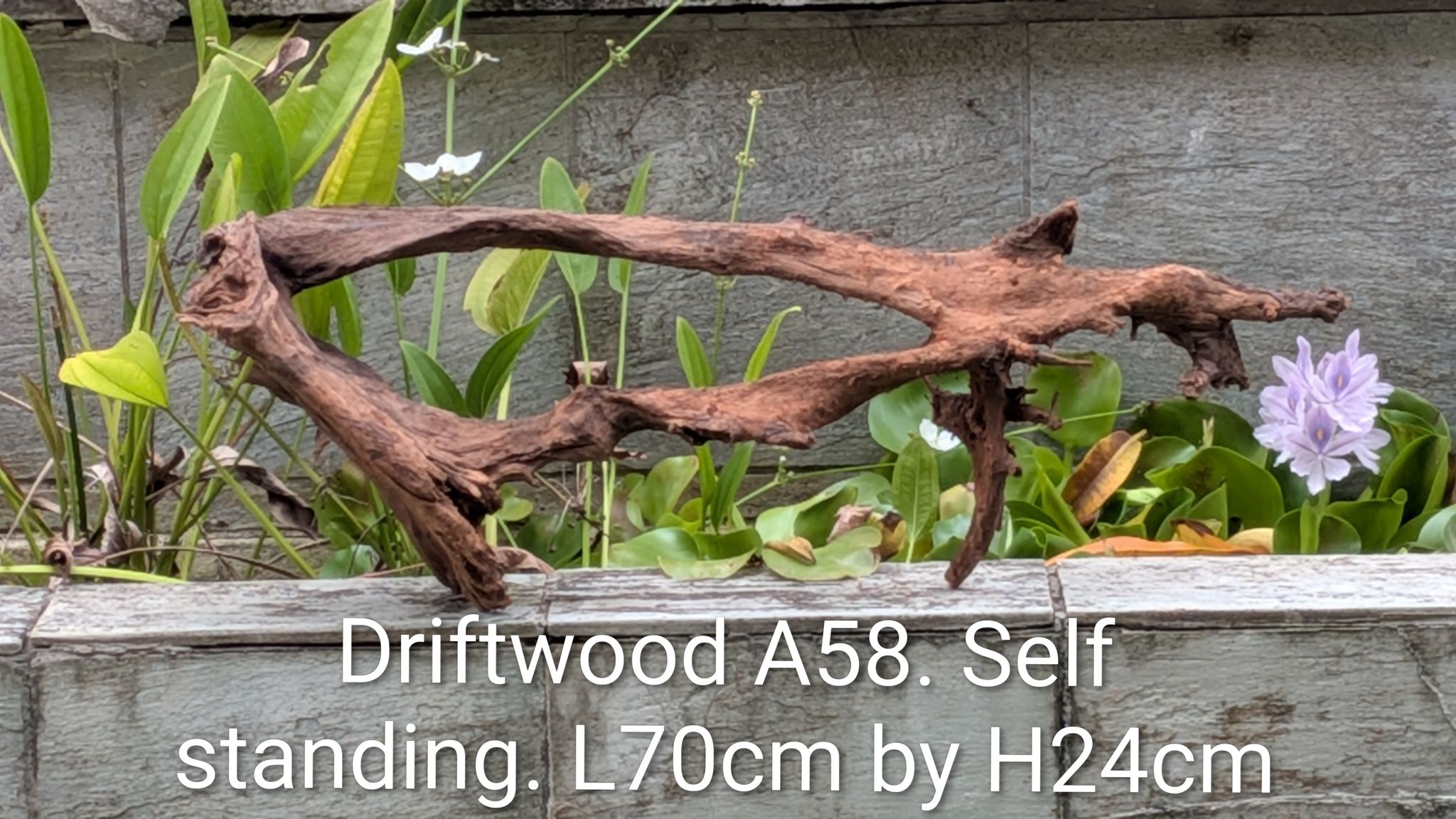 [A58] Premium Self-Standing Double-Branch Loop Driftwood