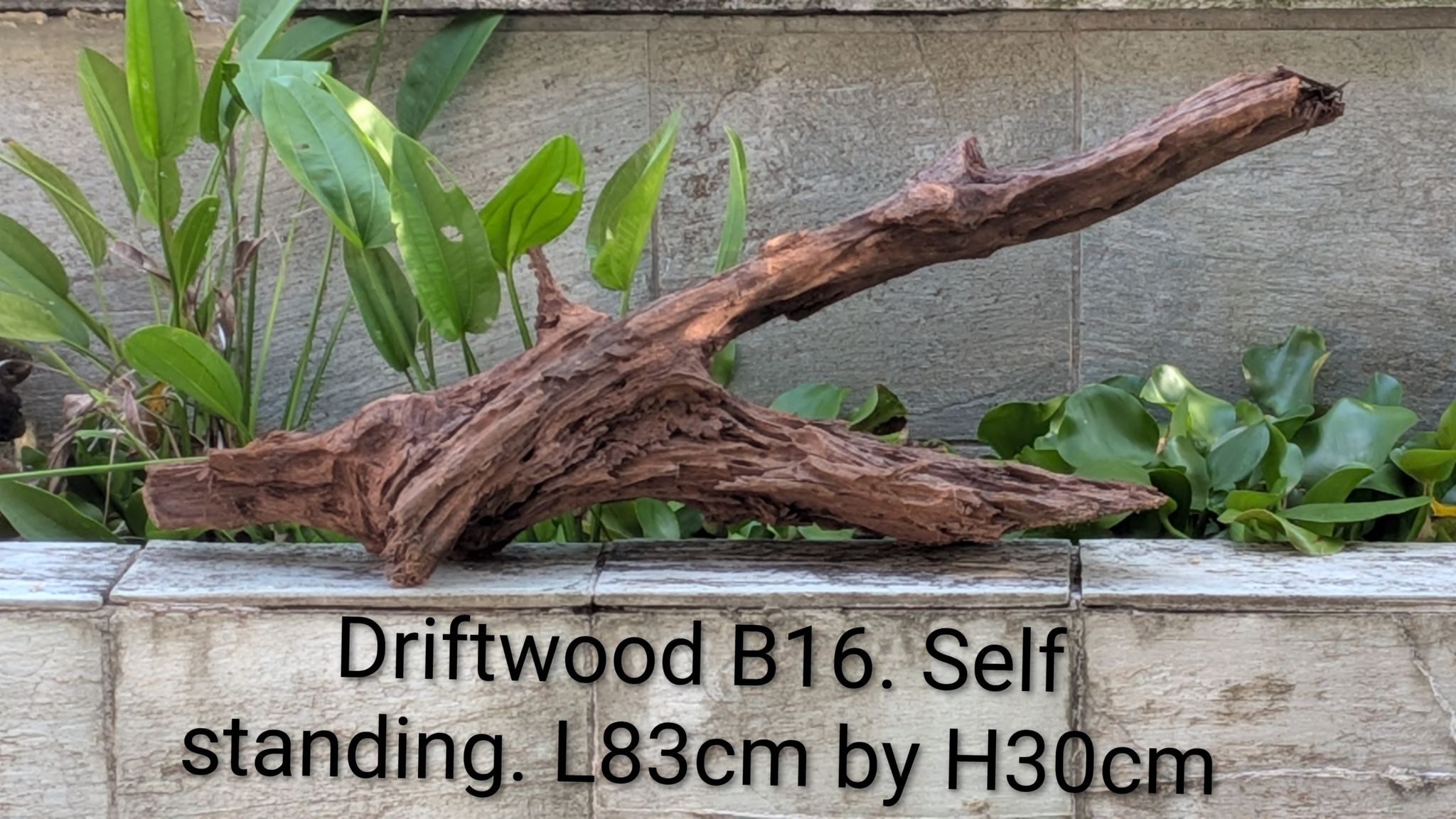 [B16] Premium Self-Standing Forked Driftwood