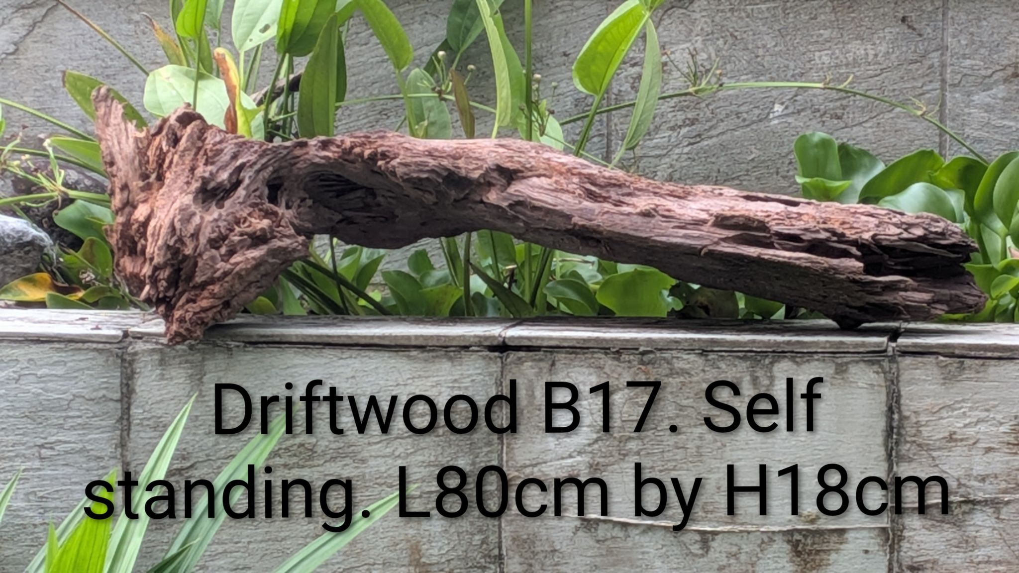 [B17] Premium Self-Standing Low-Profile Overhanging Log Driftwood