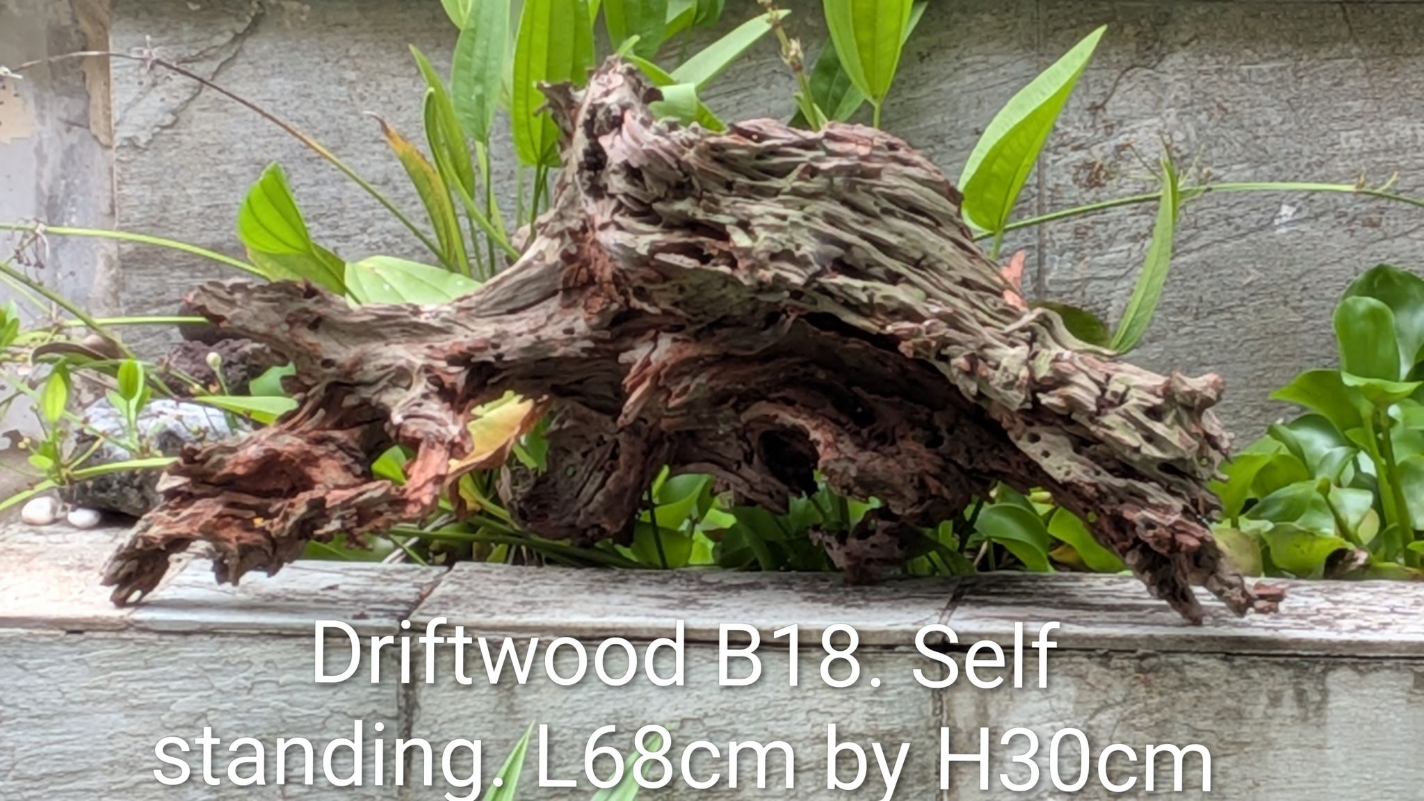 [B18] Premium Self-Standing Gnarled Arch & Weathered Cave Driftwood