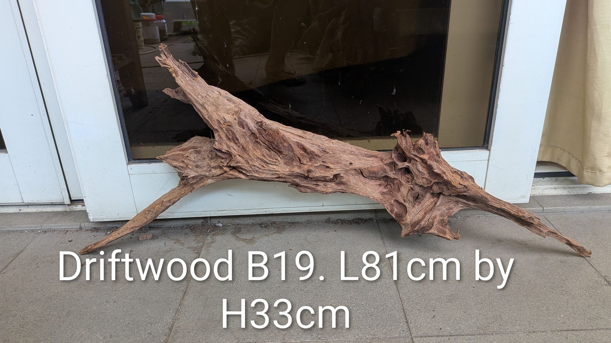 [B19] Premium Low-Slung Multi-Pronged Root & Weathered Stump Driftwood