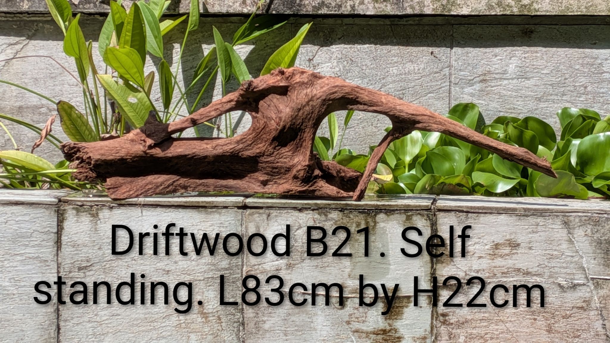 [B21] Premium Self-Standing Sculptural Arch & Hollow Frame Driftwood