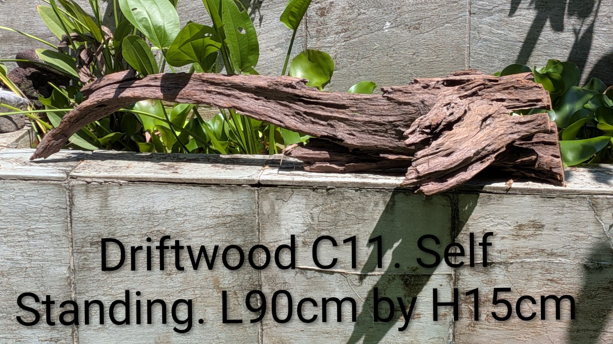 [C11] Premium Self-Standing Heavy Timber Ridge Driftwood