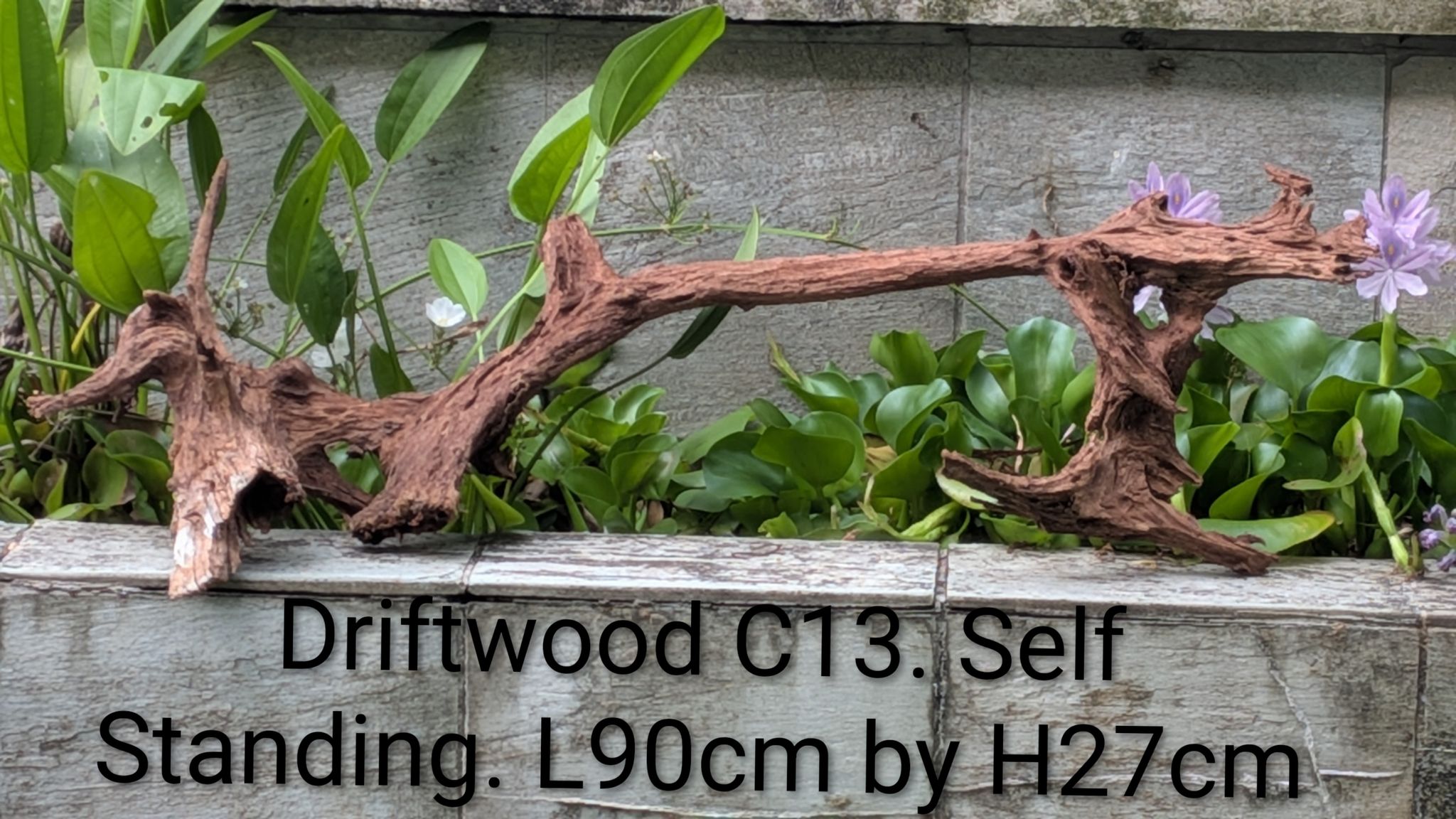 [C13] Premium Self-Standing Double-Base Bridge Driftwood