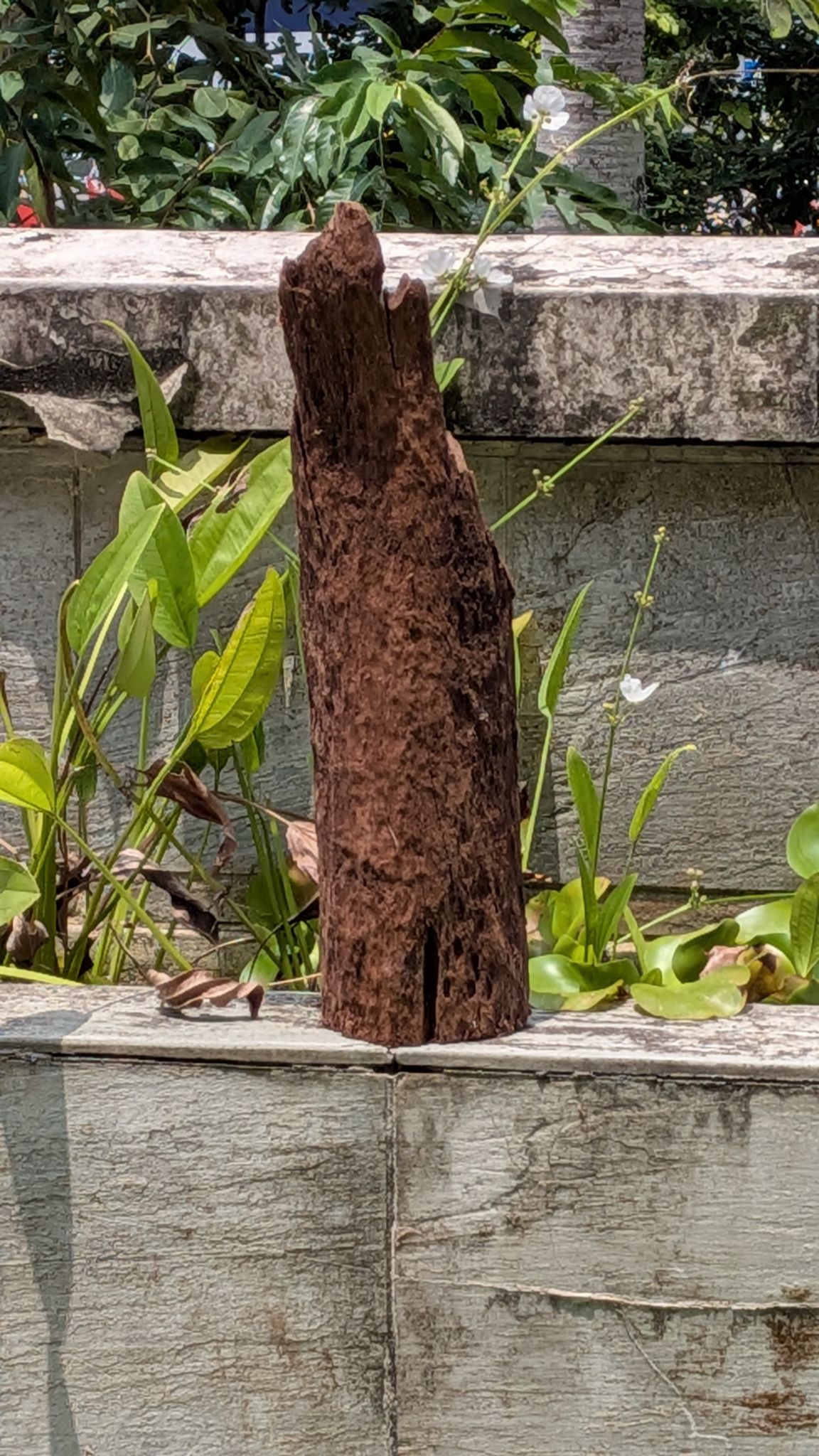 [D1] Premium Dual-Orientation Solid Pillar & Log Driftwood