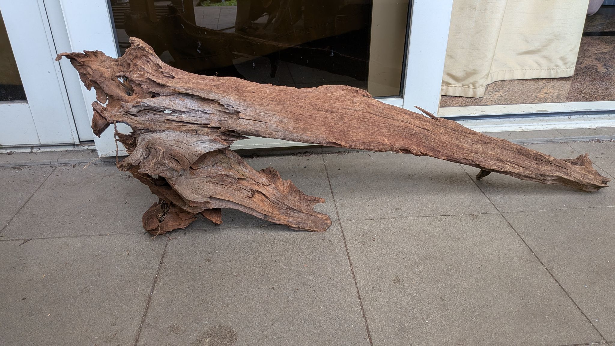 [D2] Massive Premium Self-Standing Slanted Log Exhibition Driftwood