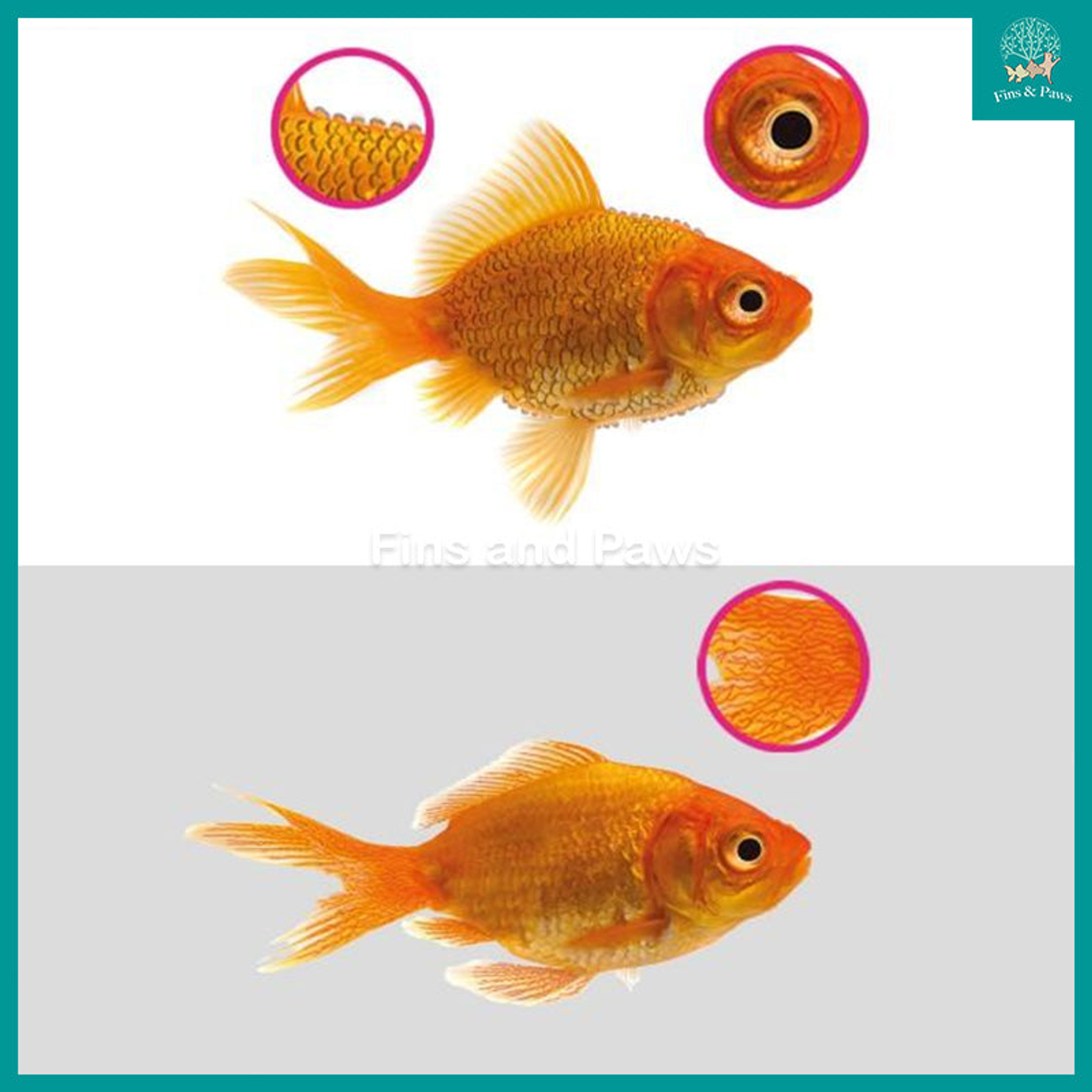 [NT Labs] Aquarium Anti-Internal Bacteria 100ml