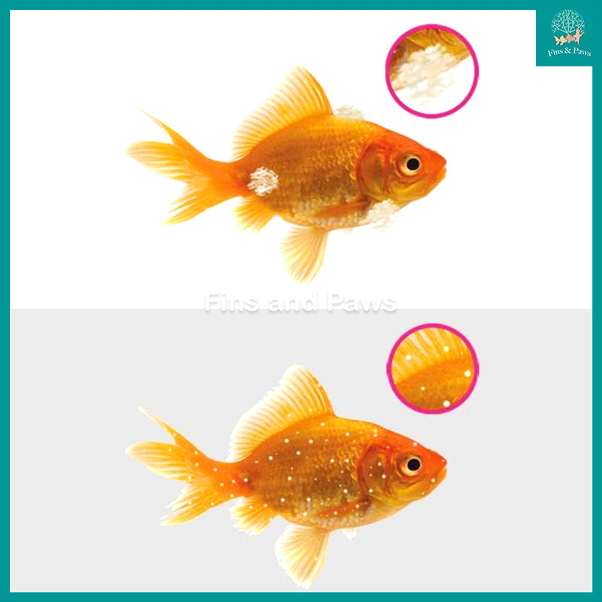 [NT Labs] Aquarium Anti-White Spot & Fungus 100ml