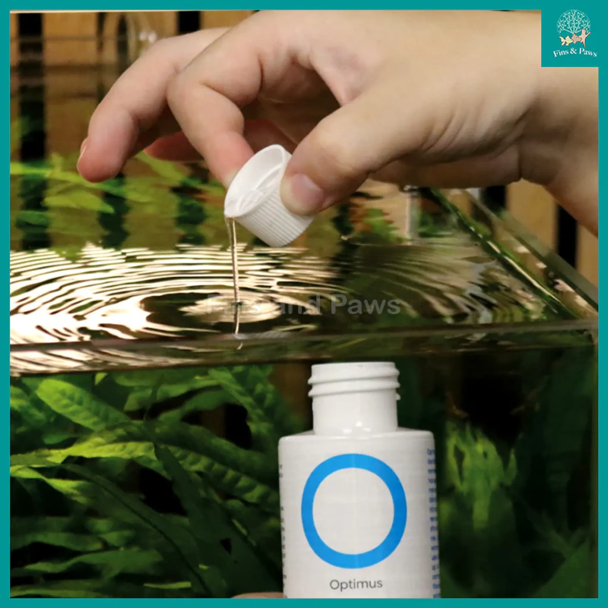 [NT Labs] Optimus Concentrated Tap Water Dechlorinator for Freshwater and Marine Aquarium for Freshwater and Marine Aquarium with Ammonia, Nitrite and Nitrate Detoxifier