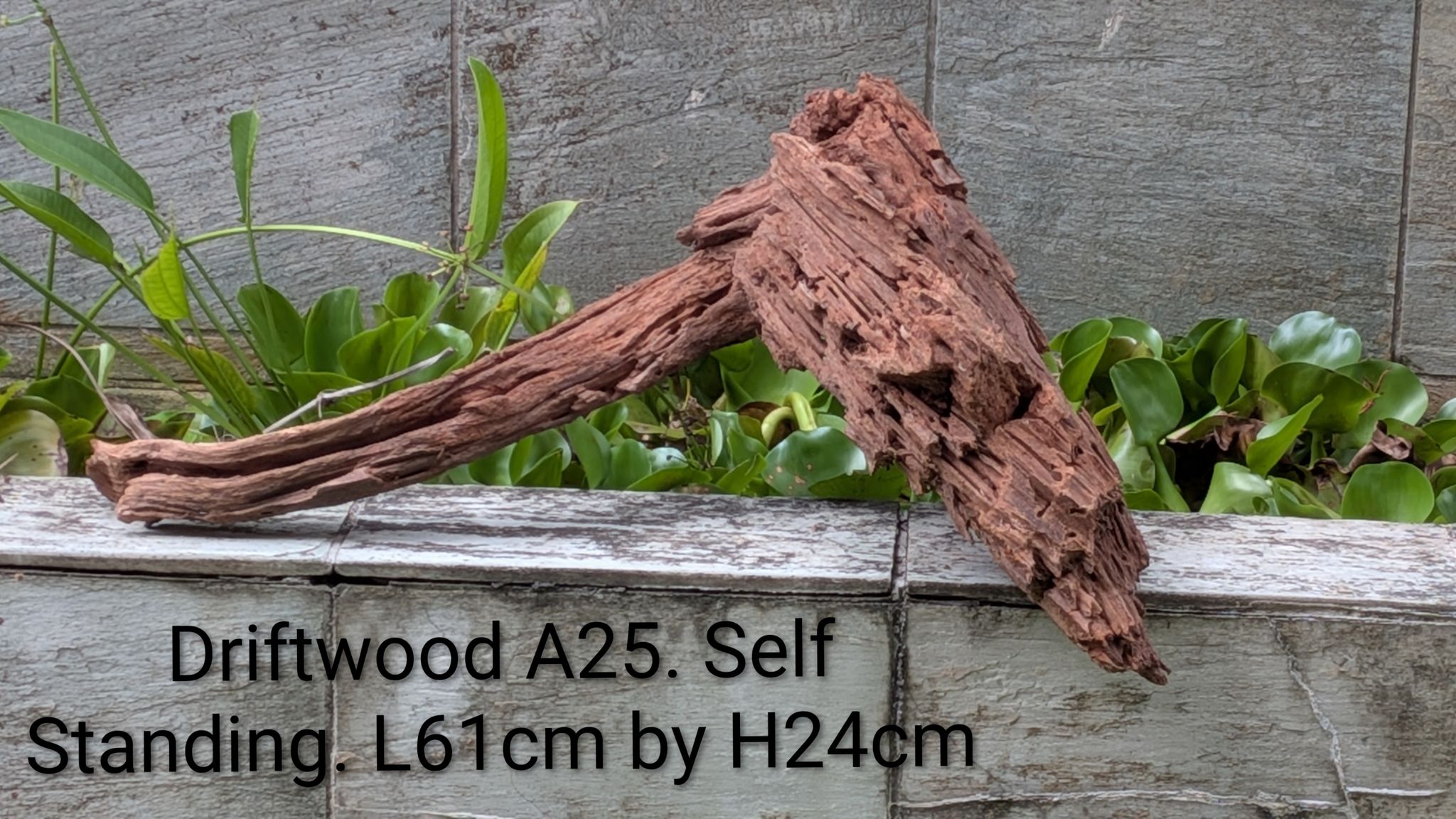 [Self-Standing] Premium Aquarium Driftwood A25 (Guaranteed to Sink)