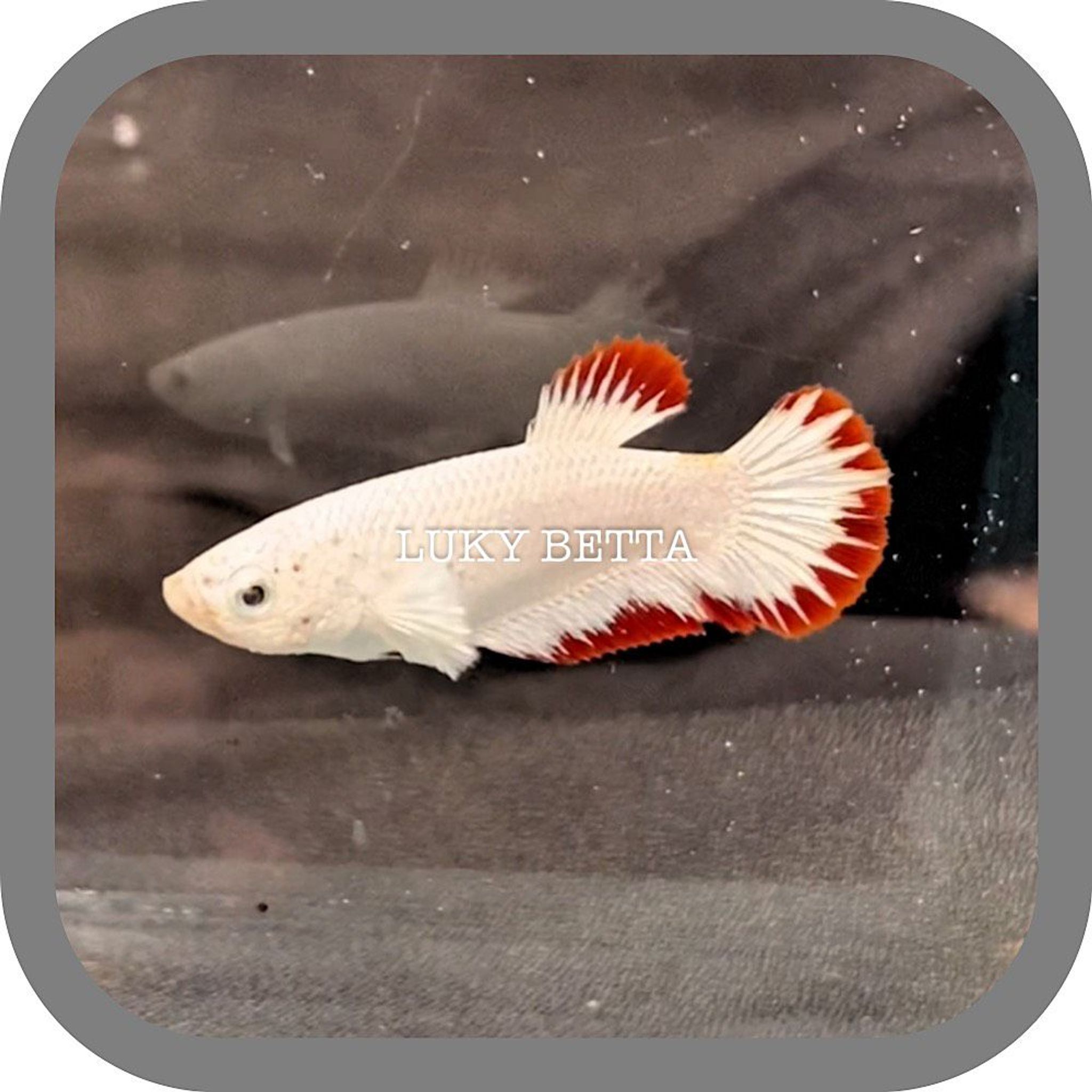 ♥️ FEMALE RED DRAGON SNOW STARTAILS ♥️