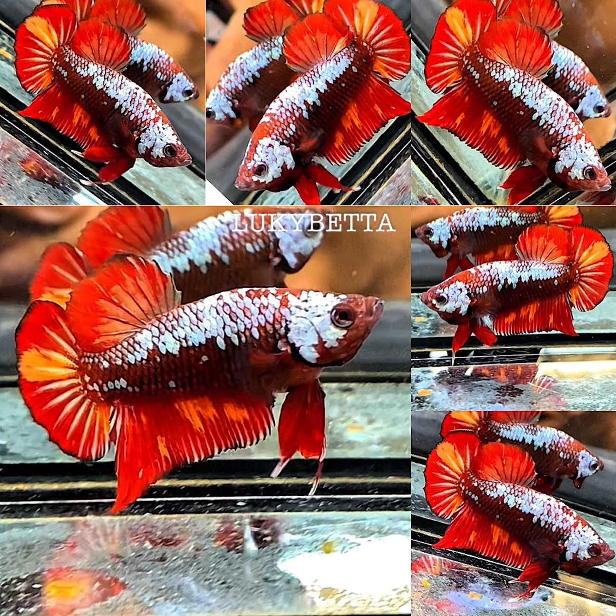 ♥️ SAMURAI NEMO ♥️