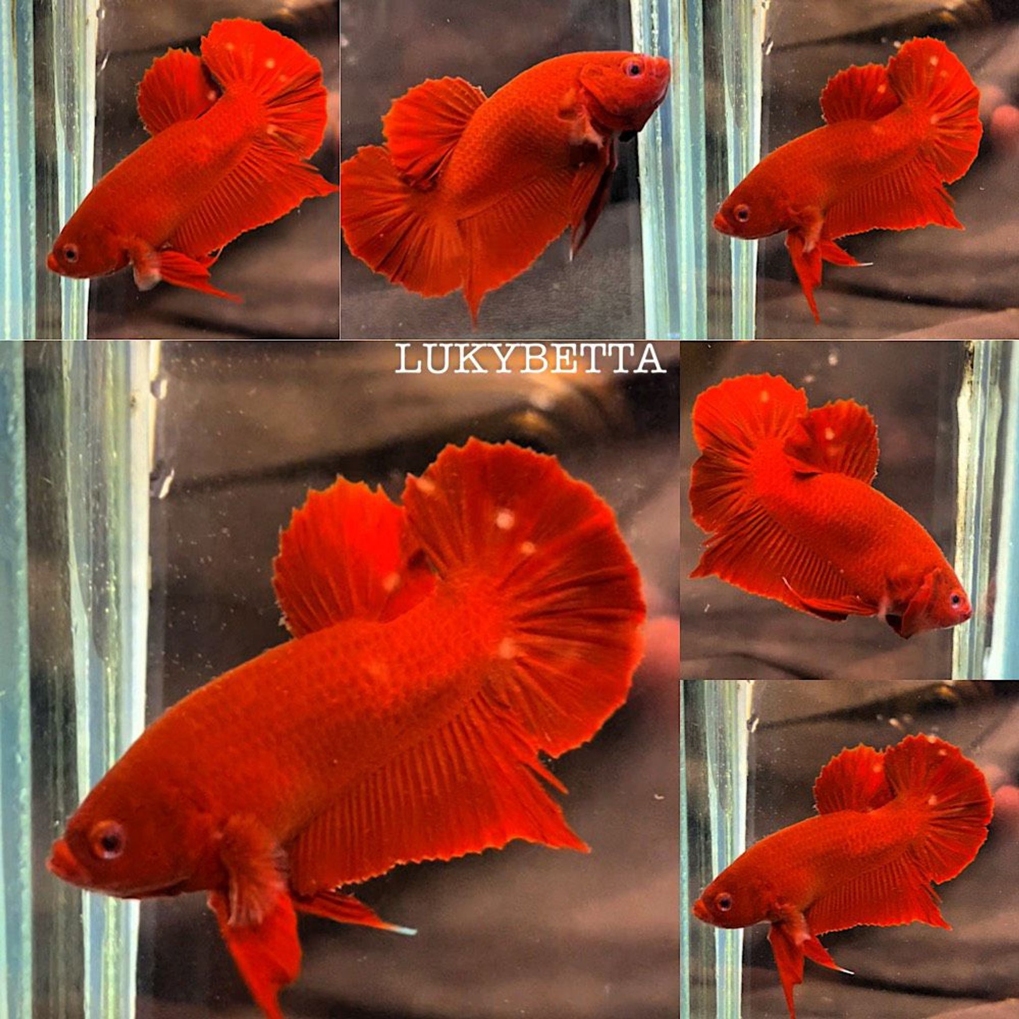 ♥️ SUPER RED♥️