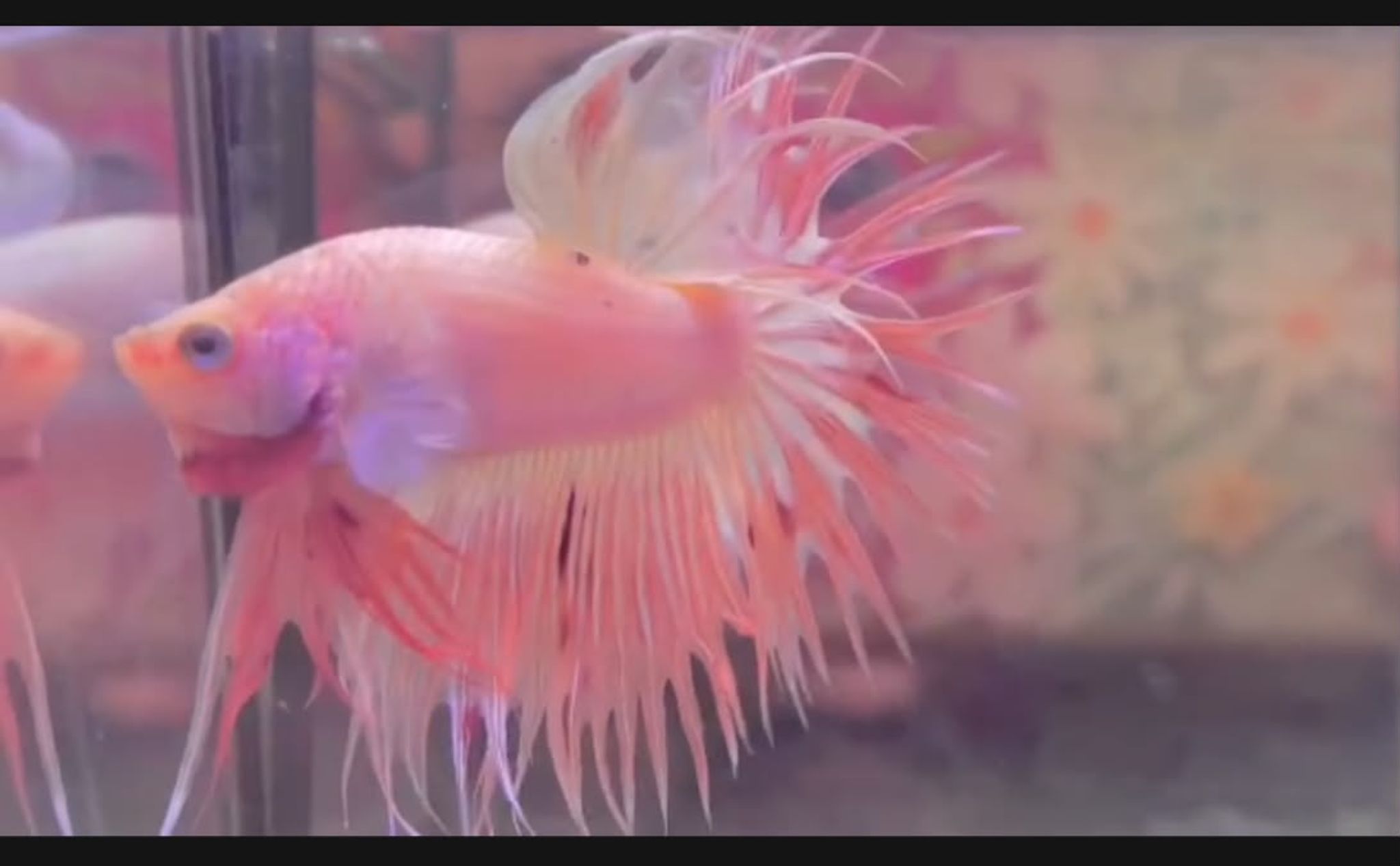 ♥️♥️ CROWNTAILS PINK ♥️♥️