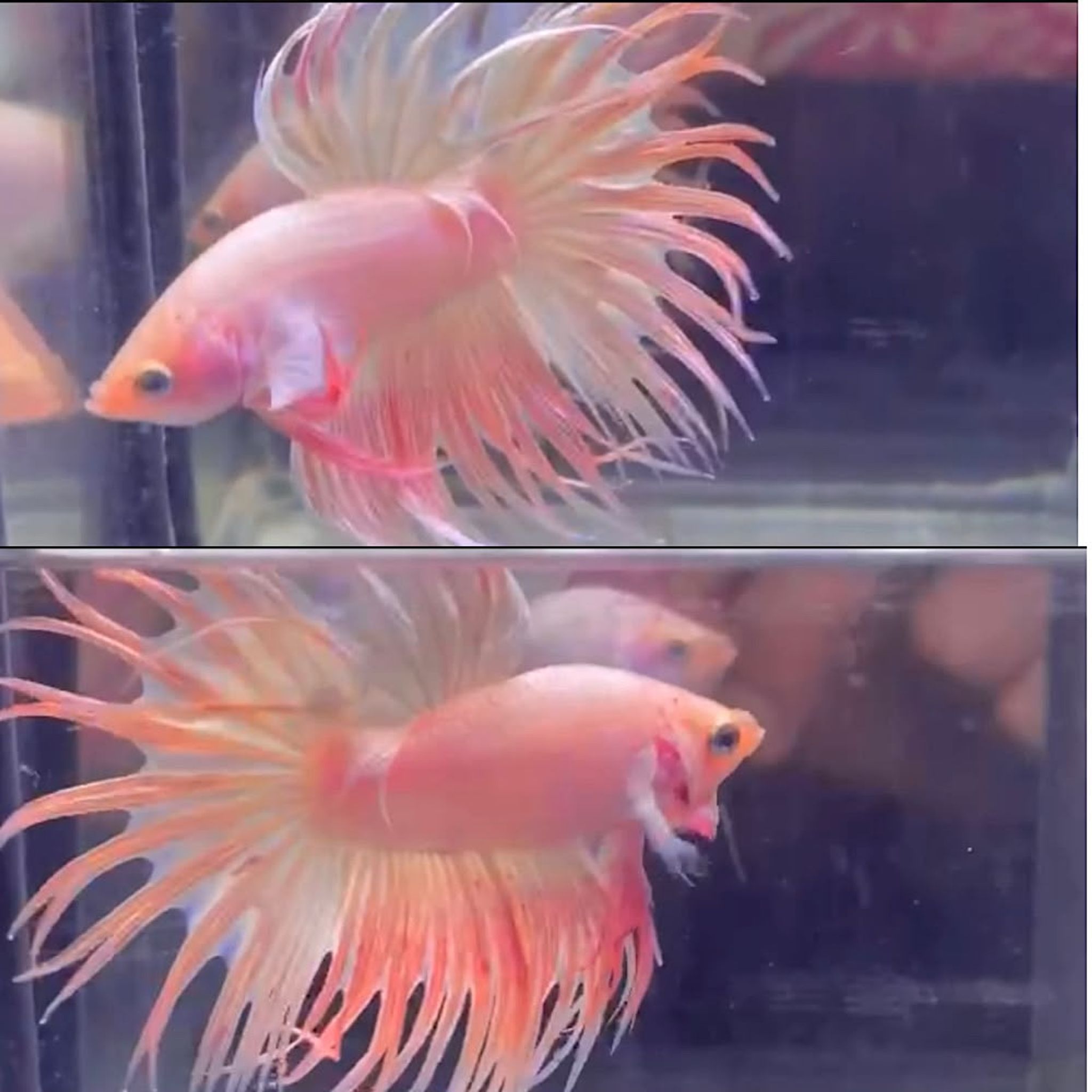 ♥️♥️ CROWNTAILS PINK ♥️💗