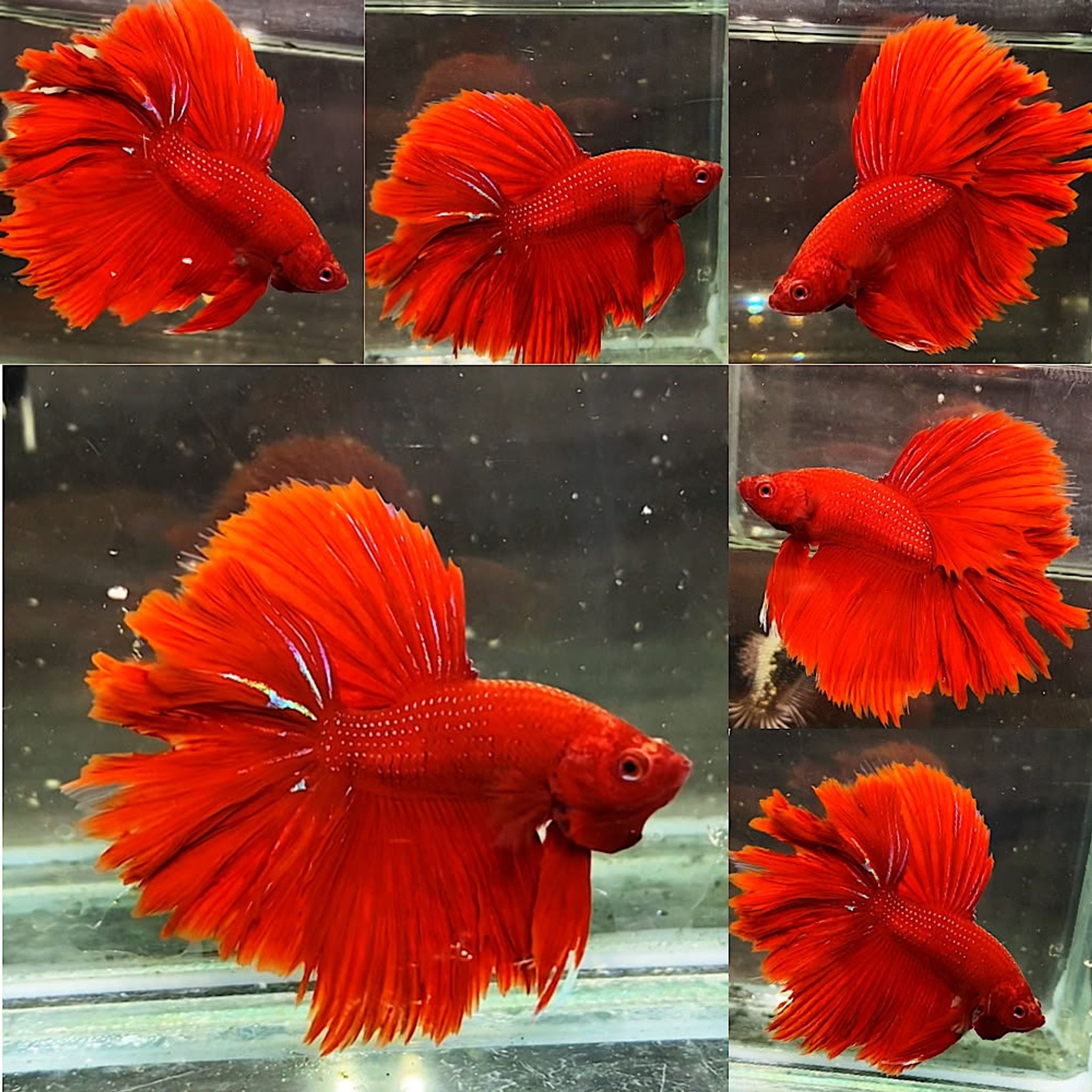 ♥️🪶HALLFMOON ROSETAILS SUPER RED🪶♥️