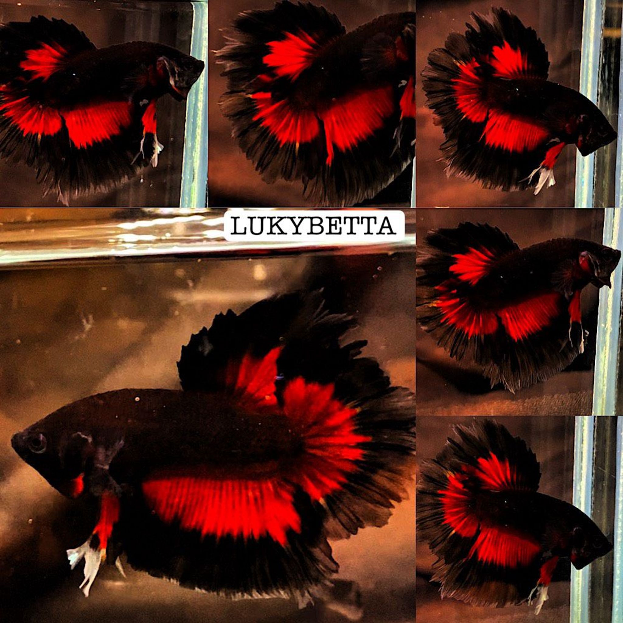♥️AVATAR ROSETAILS VAMPIRE♥️