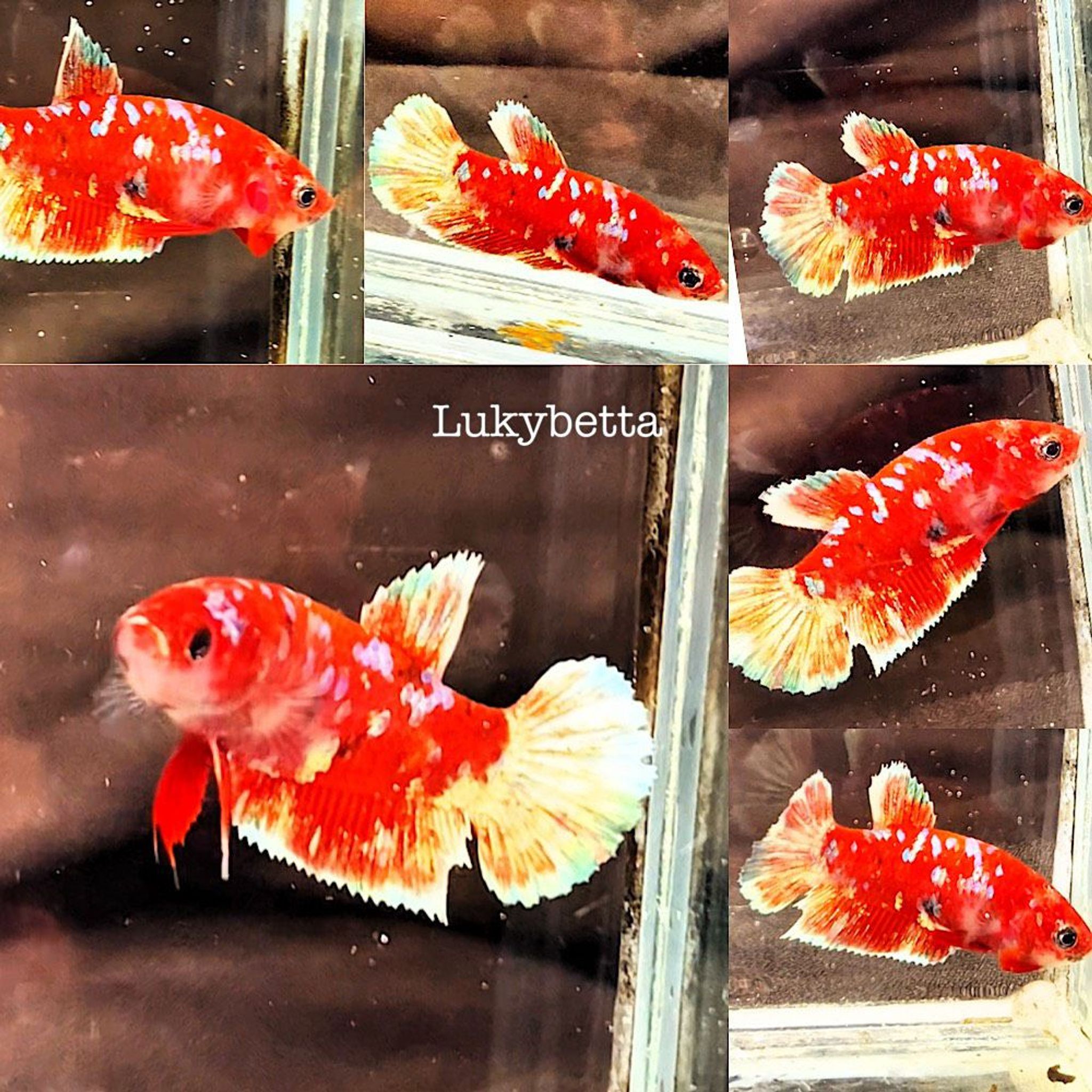 ♥️FEMALE RED BARONGSAI ♥️