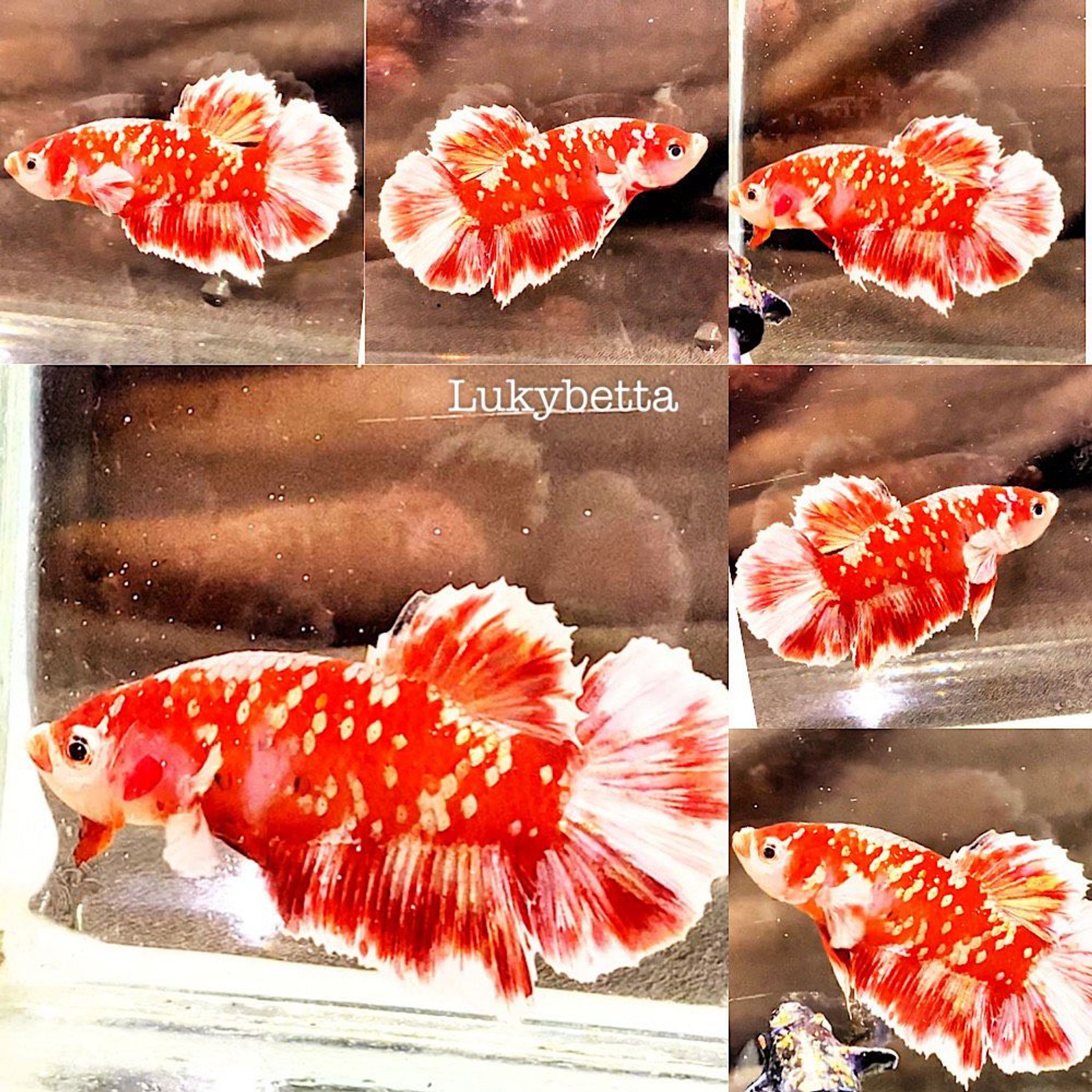 ♥️RED BARONGSAI ♥️