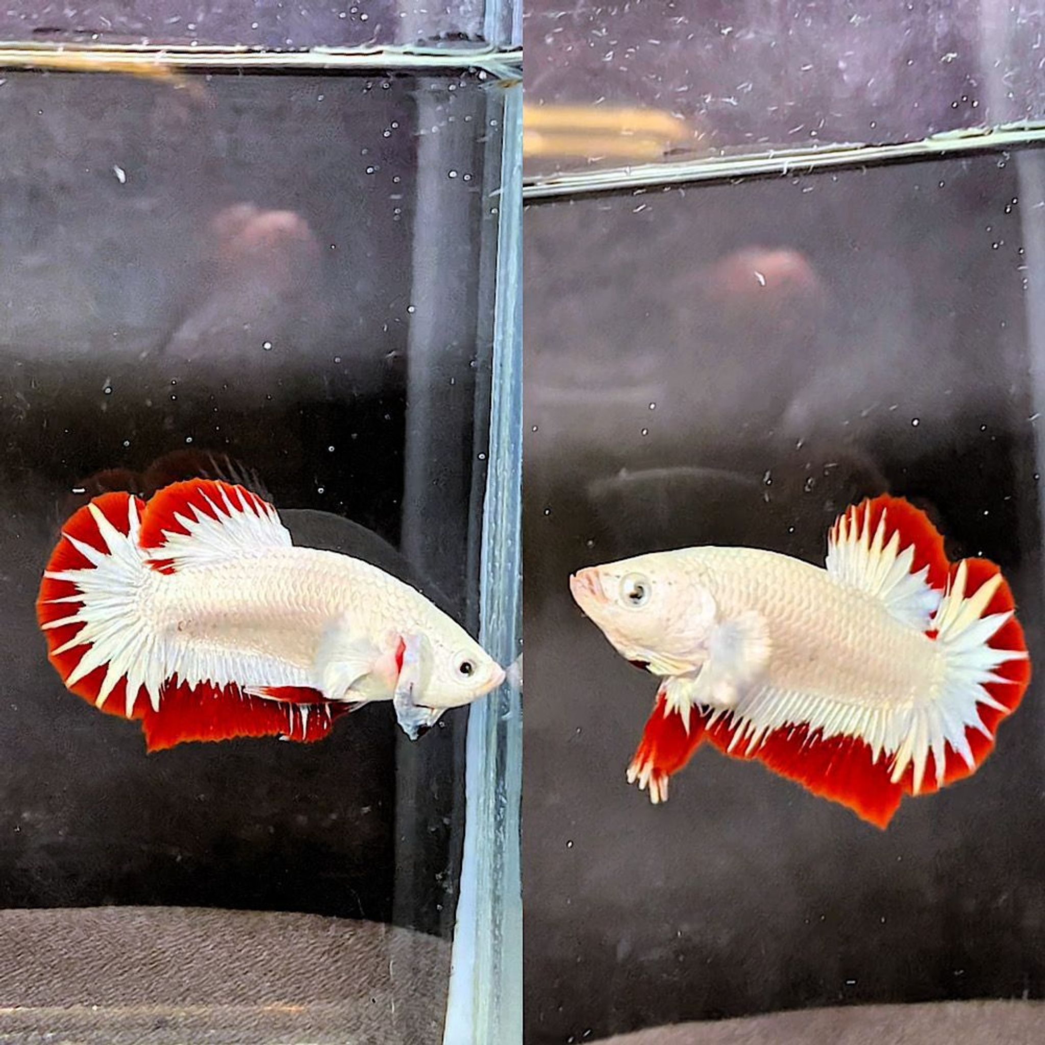 ♥️RED DRAGON SNOW STARTAILS ♥️