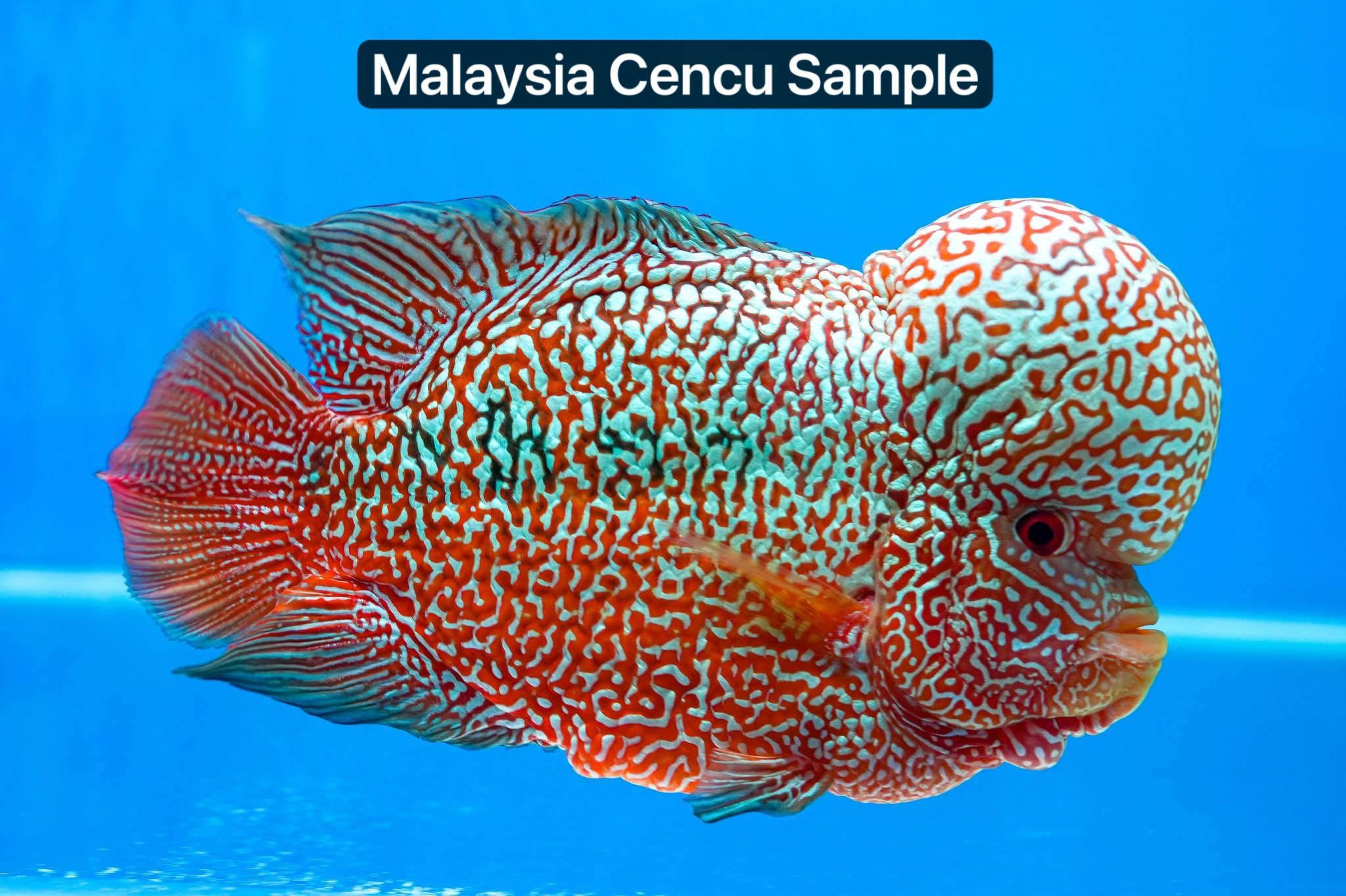 🇲🇾 Malaysia Cencu (Fry)