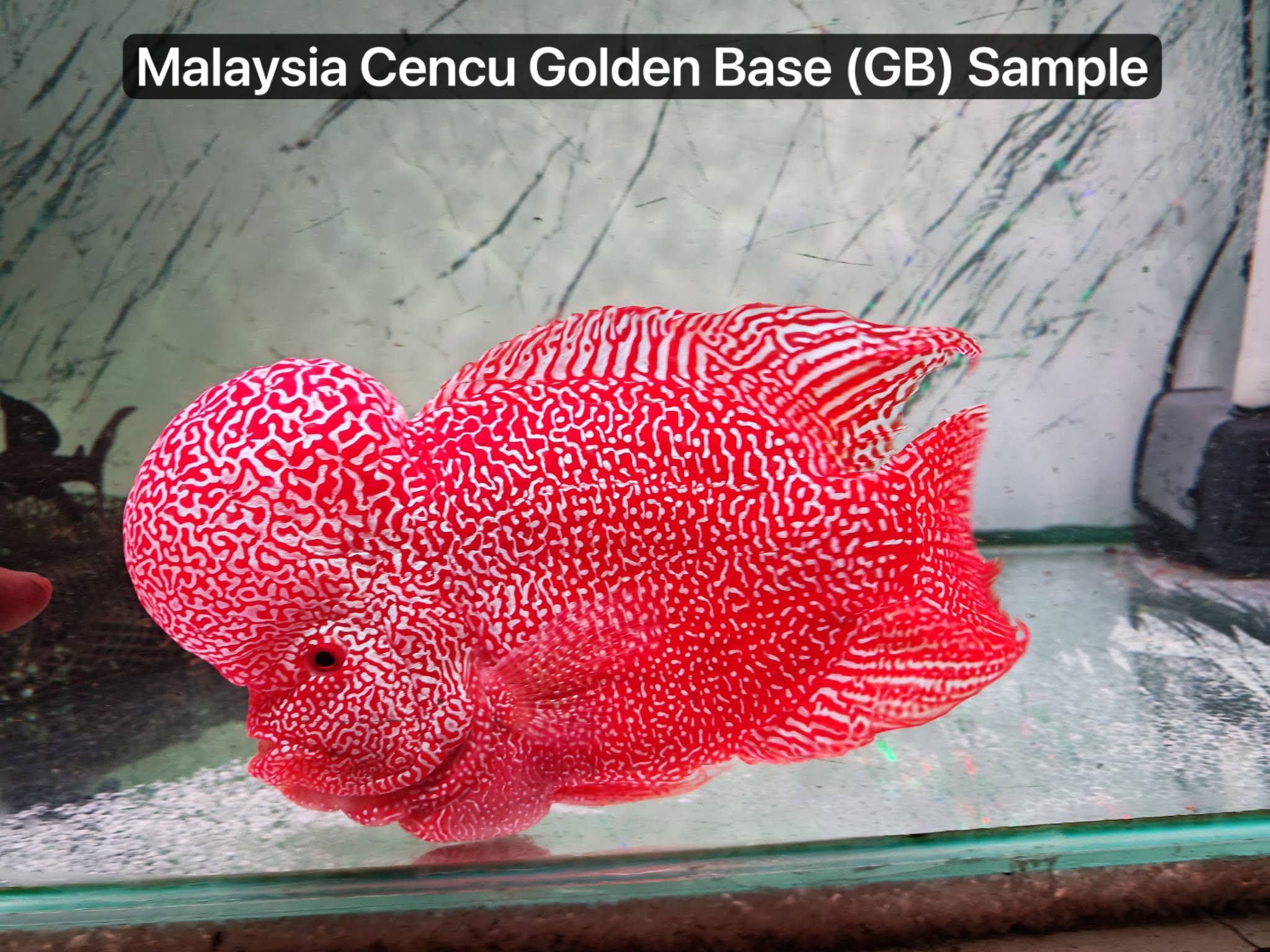 🇲🇾 Malaysia Cencu (Fry)