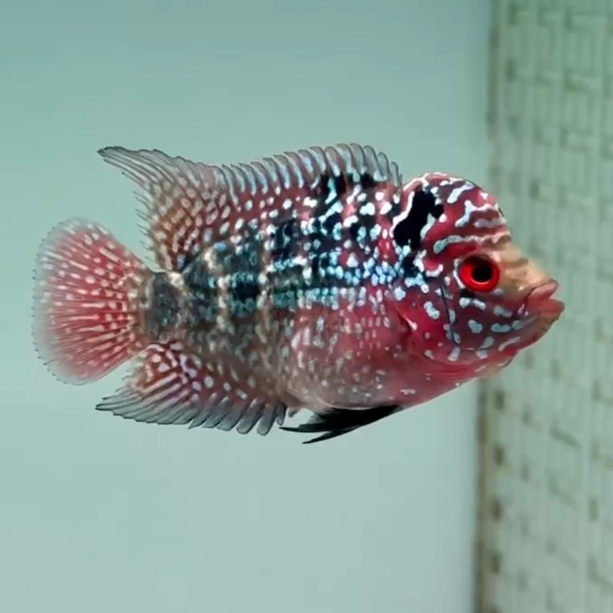 🇻🇳 Vietnam Red Kamfa