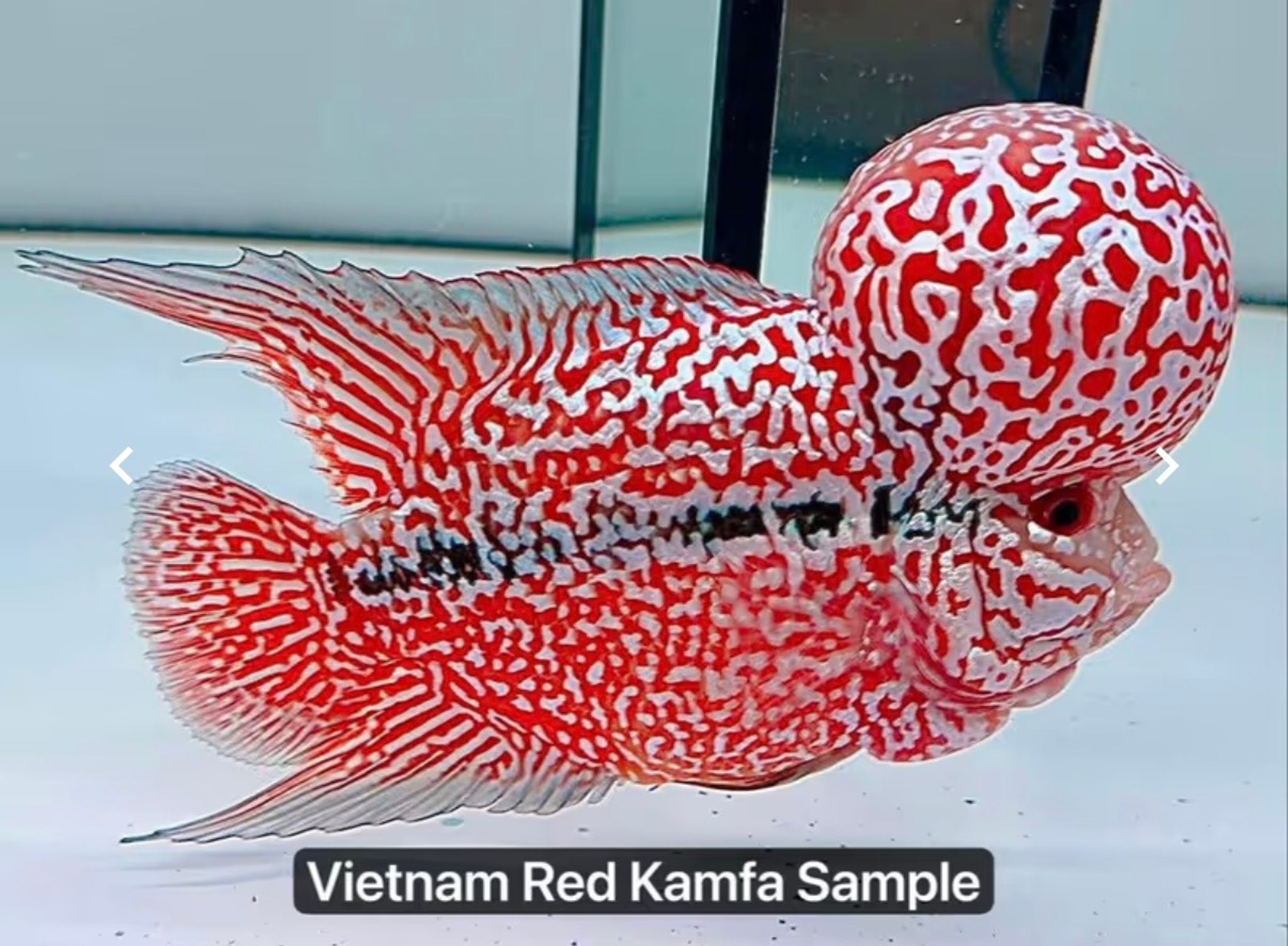 🇻🇳 Vietnam Red Kamfa