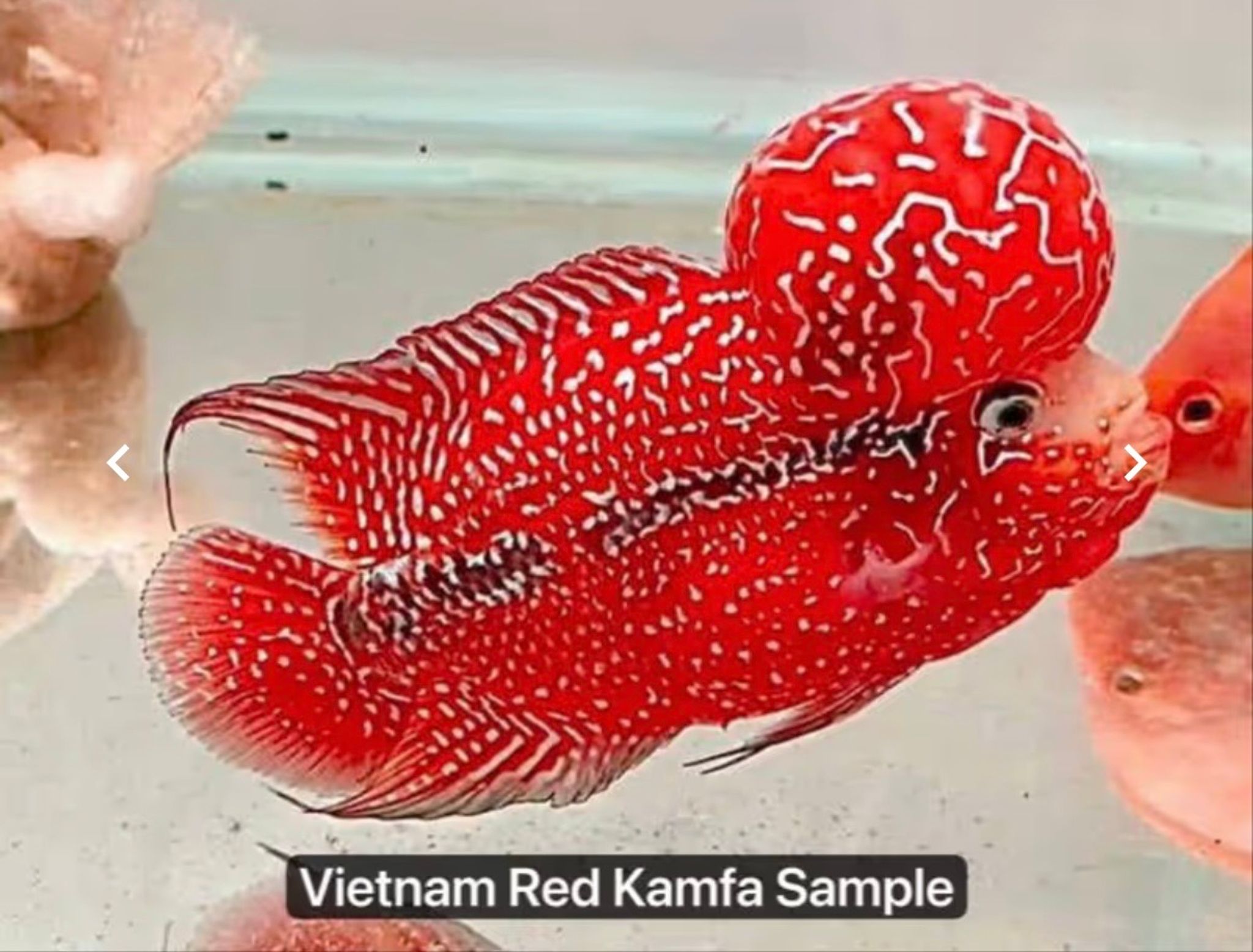 🇻🇳 Vietnam Red Kamfa