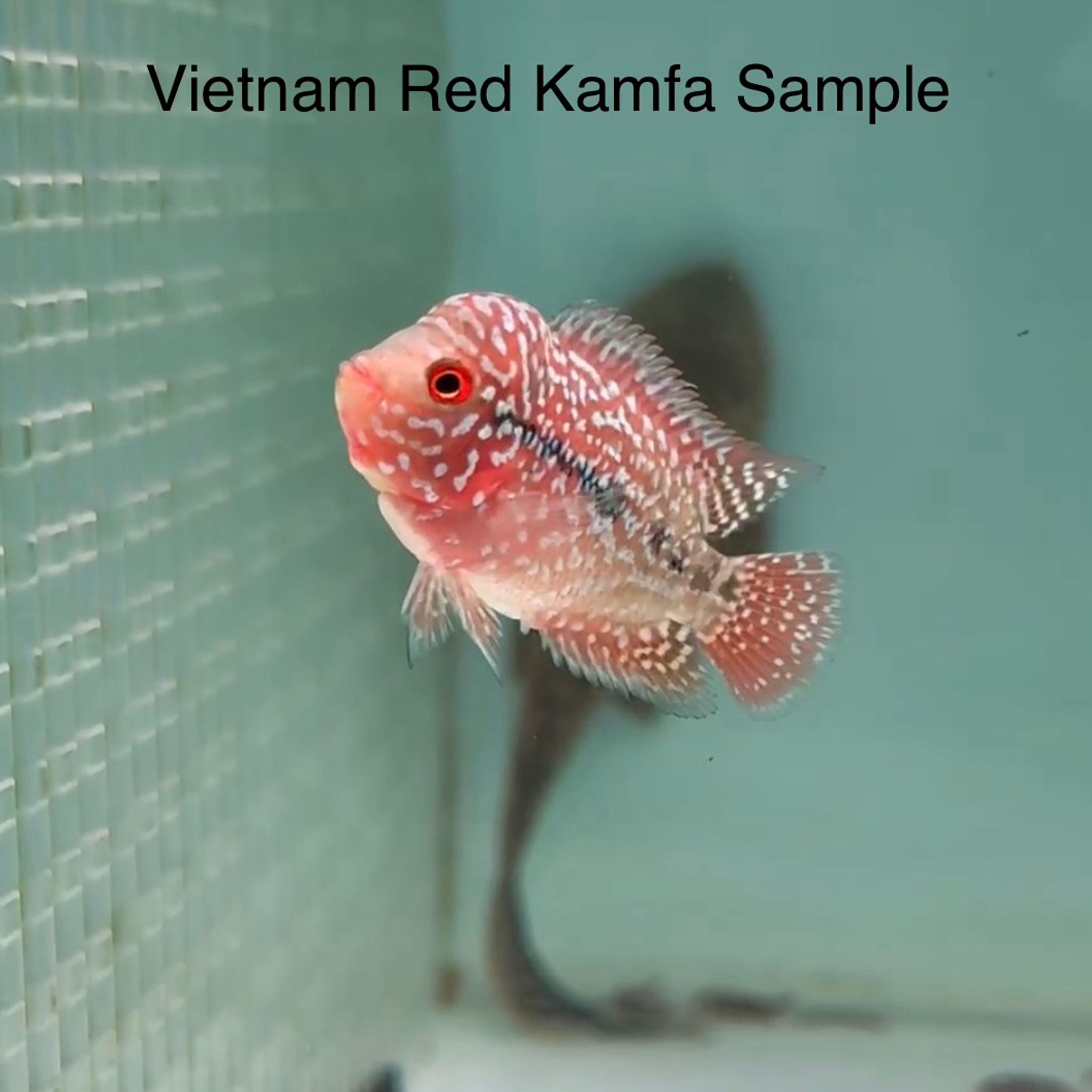 🇻🇳 Vietnam Red Kamfa