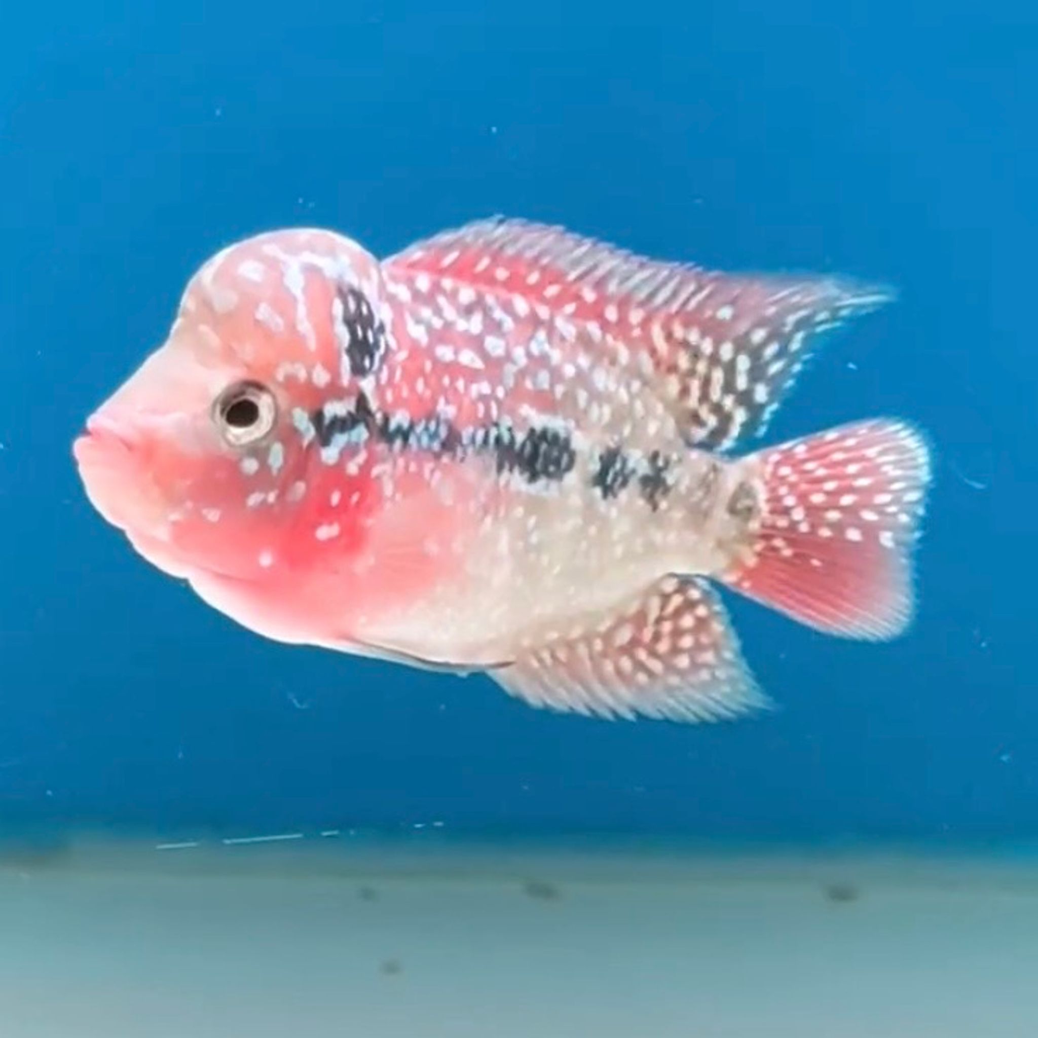🇻🇳 Vietnam Red Kamfa