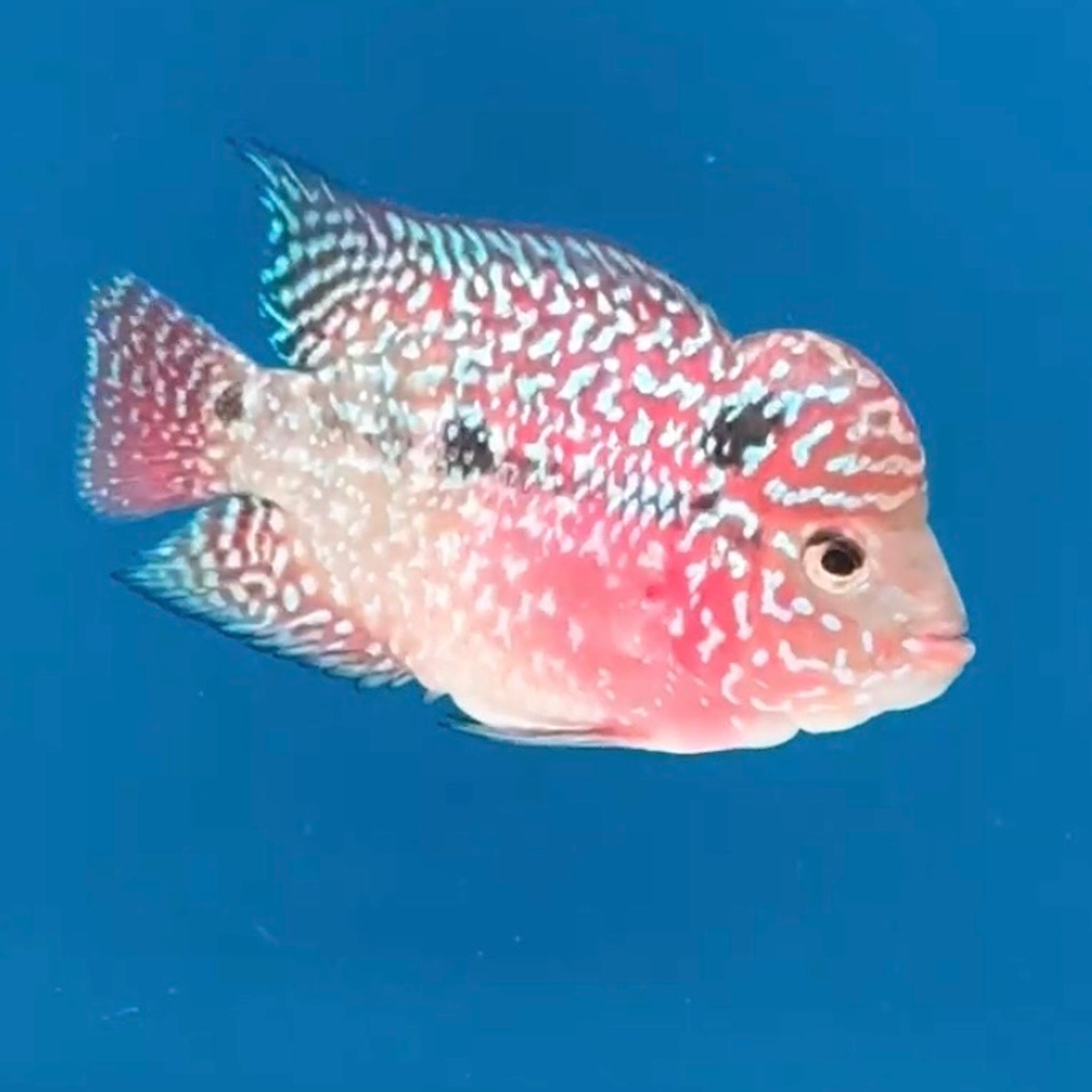 🇻🇳 Vietnam Red Kamfa