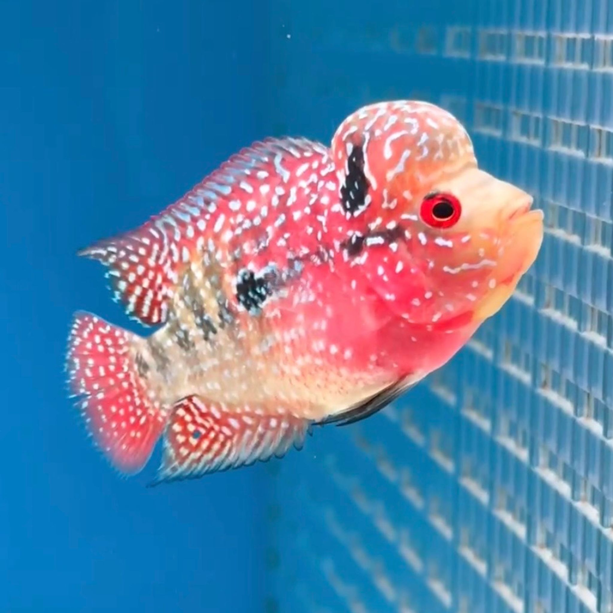 🇻🇳 Vietnam Red Kamfa
